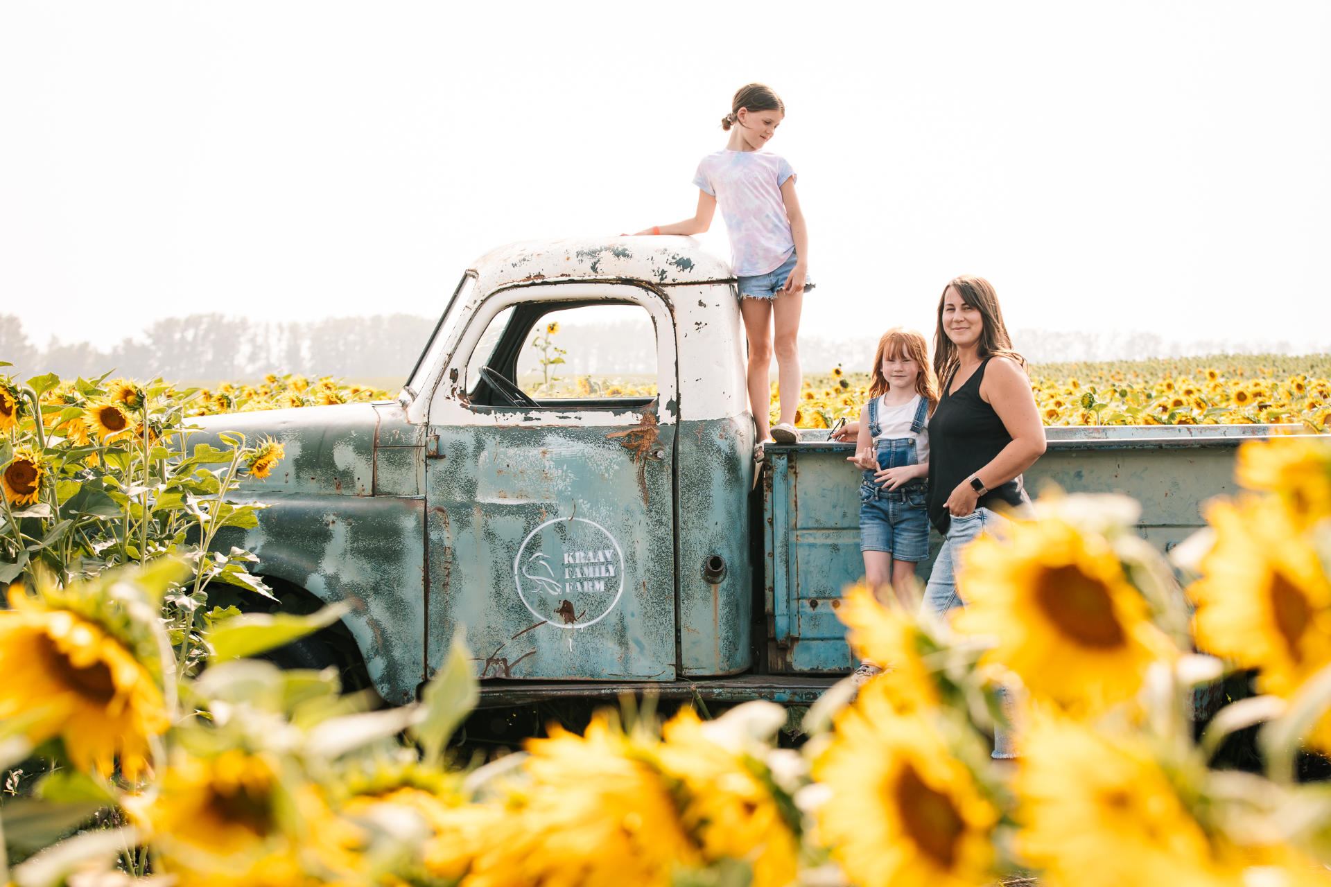 People standing on and beside rusty teal truck in large sunflower field.