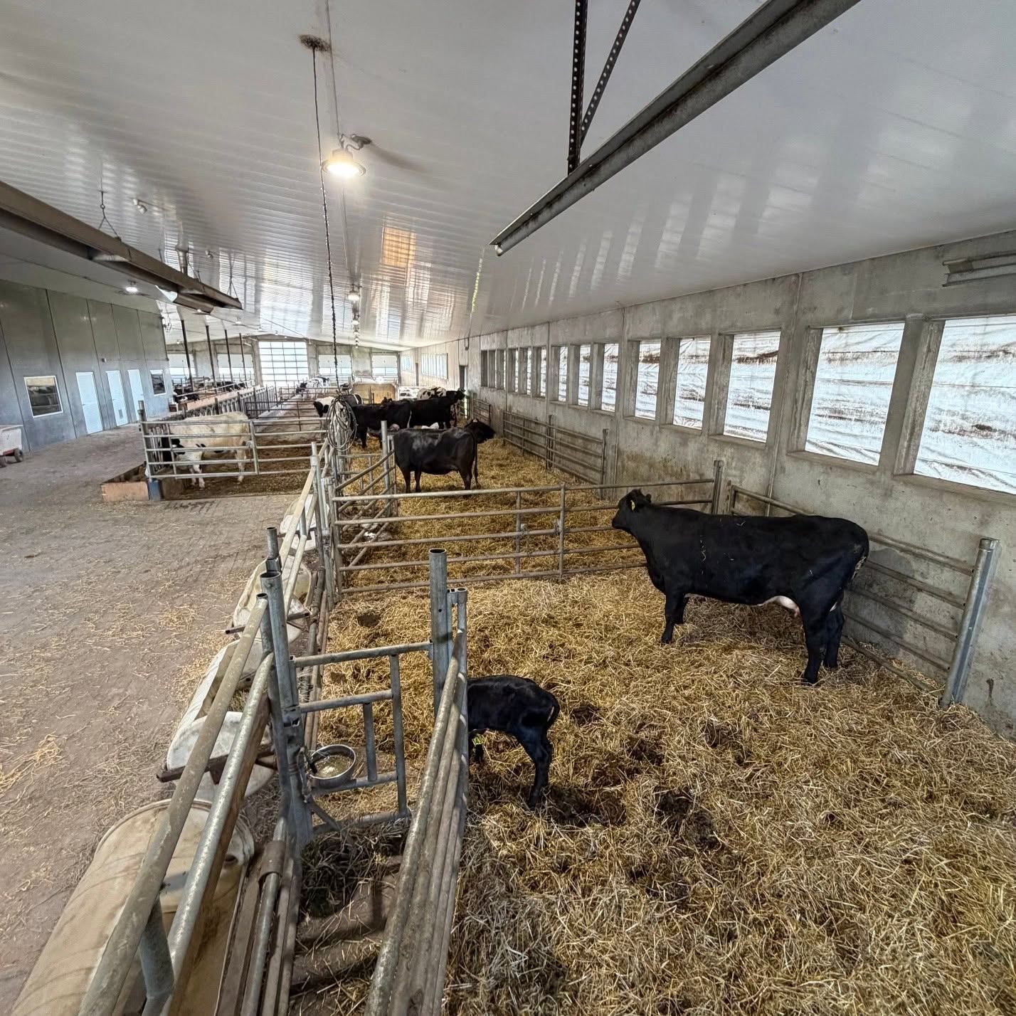 Lakeside Farmstead welcomes visitors to view cattle and calves in a clean barn setting.