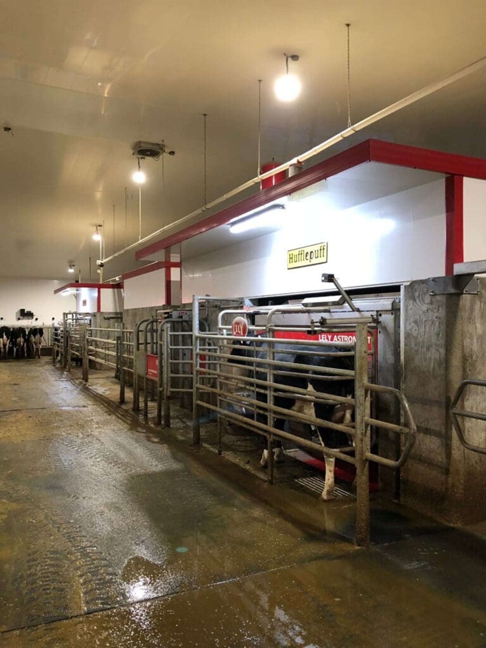 Buit Dairies showcases a modern robotic milking system inside a working dairy barn.