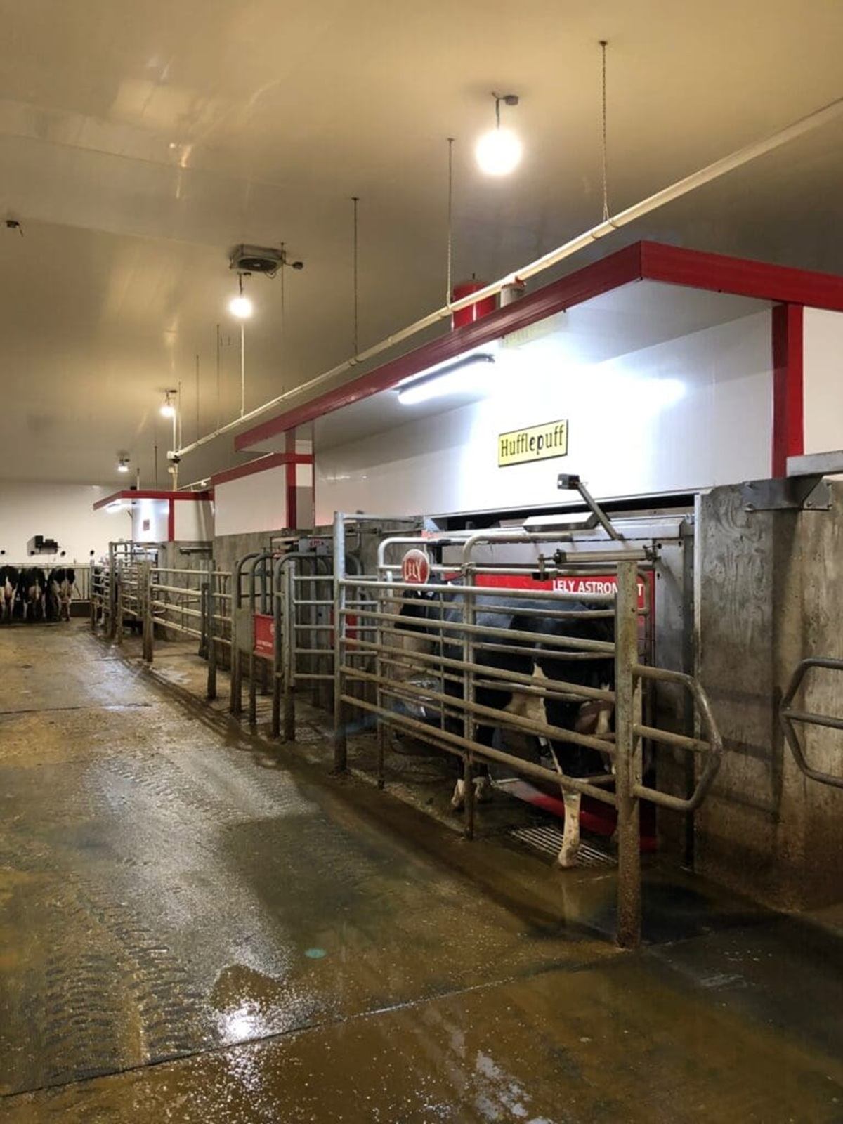 Buit Dairies showcases a modern robotic milking system inside a working dairy barn.