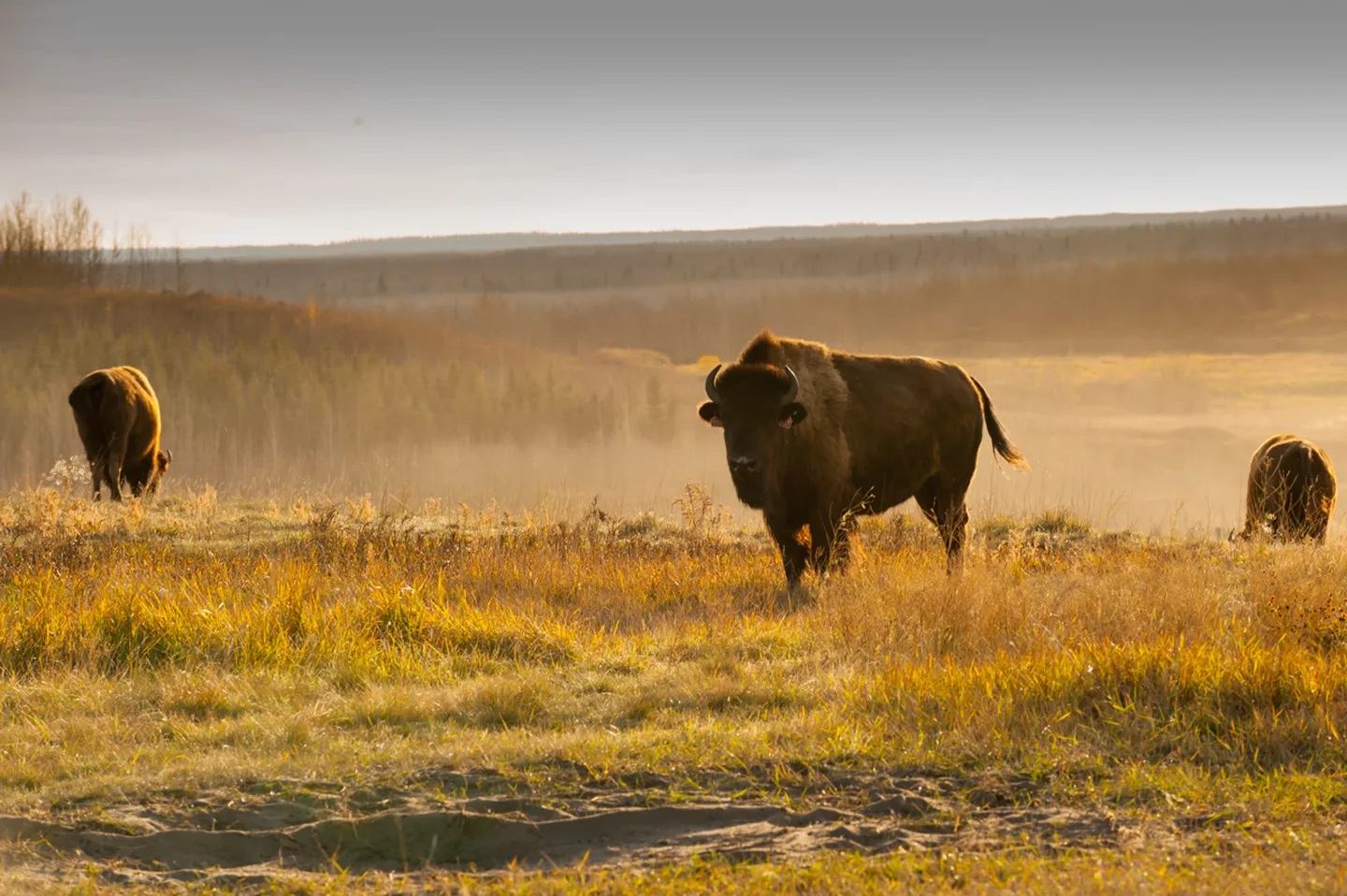 Bison is a field