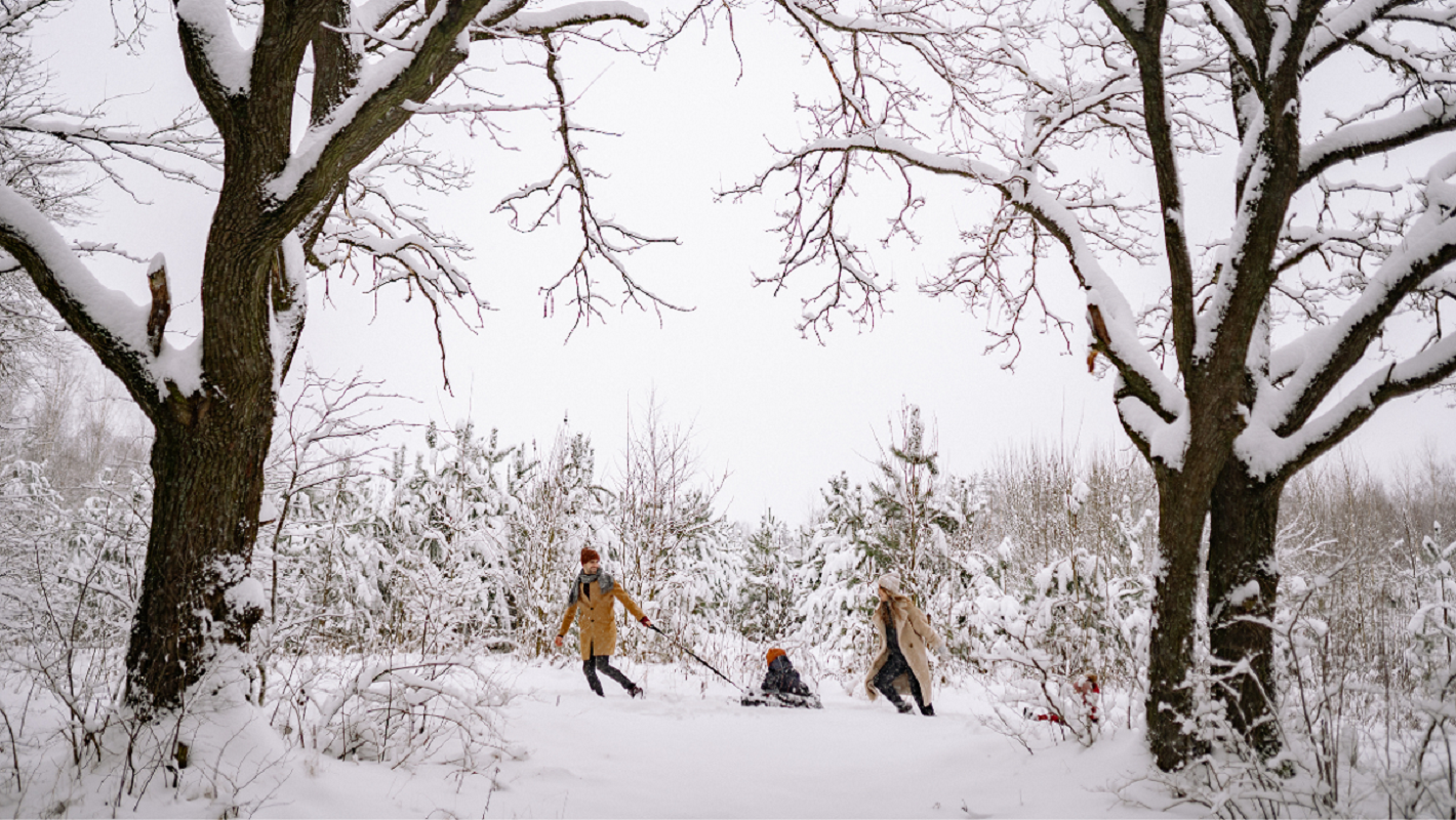 Two adults pull a child on a sled through a snowy forest.