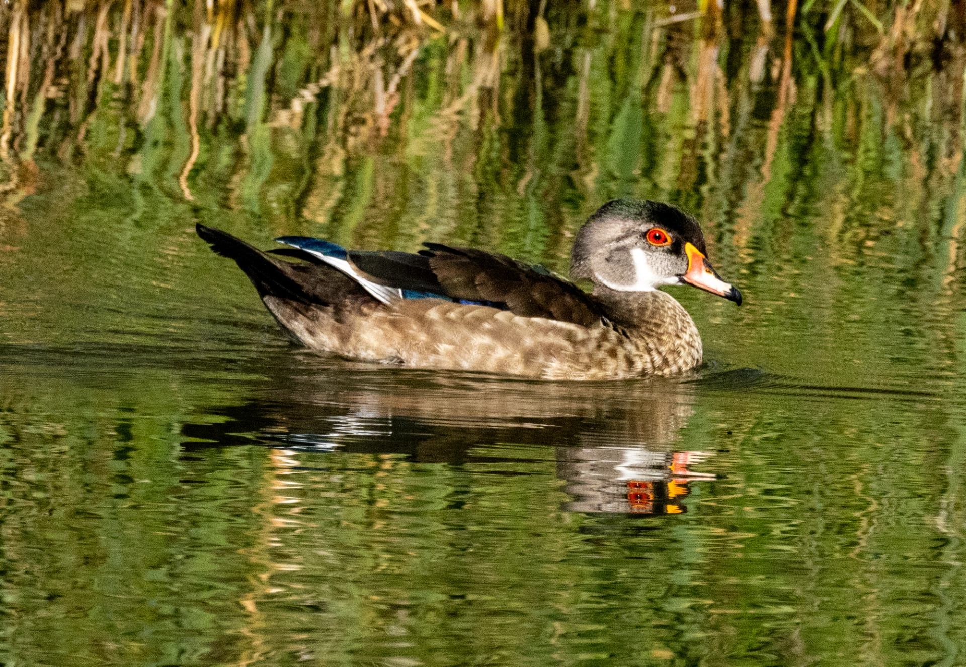 Colorful duck swimming in calm water with green reeds reflected on the surface.