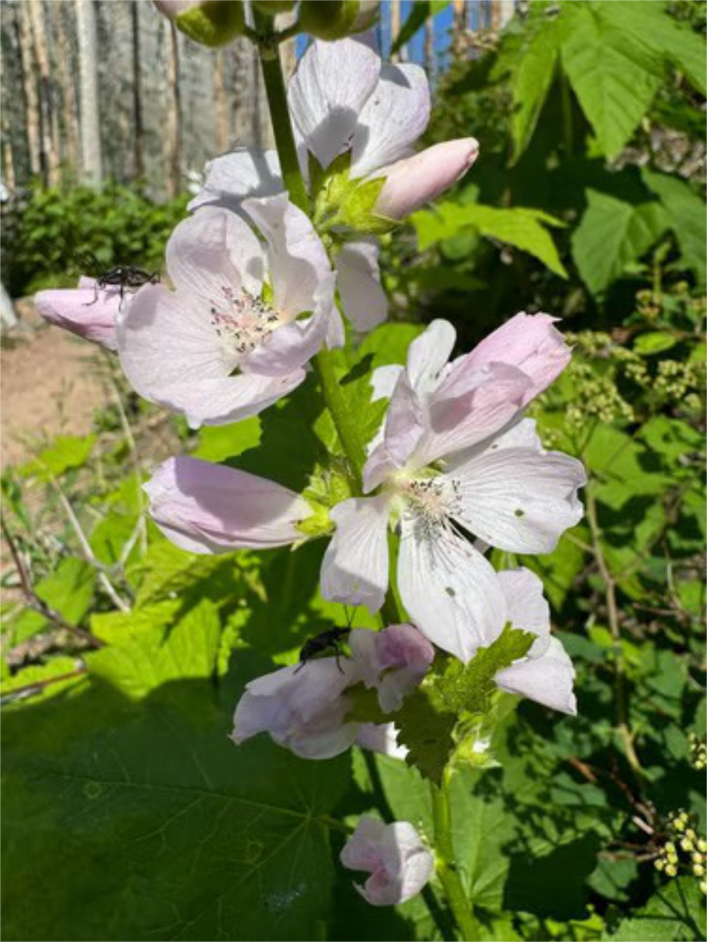 Light pink wildflowers with insects on petals and buds among green leaves.