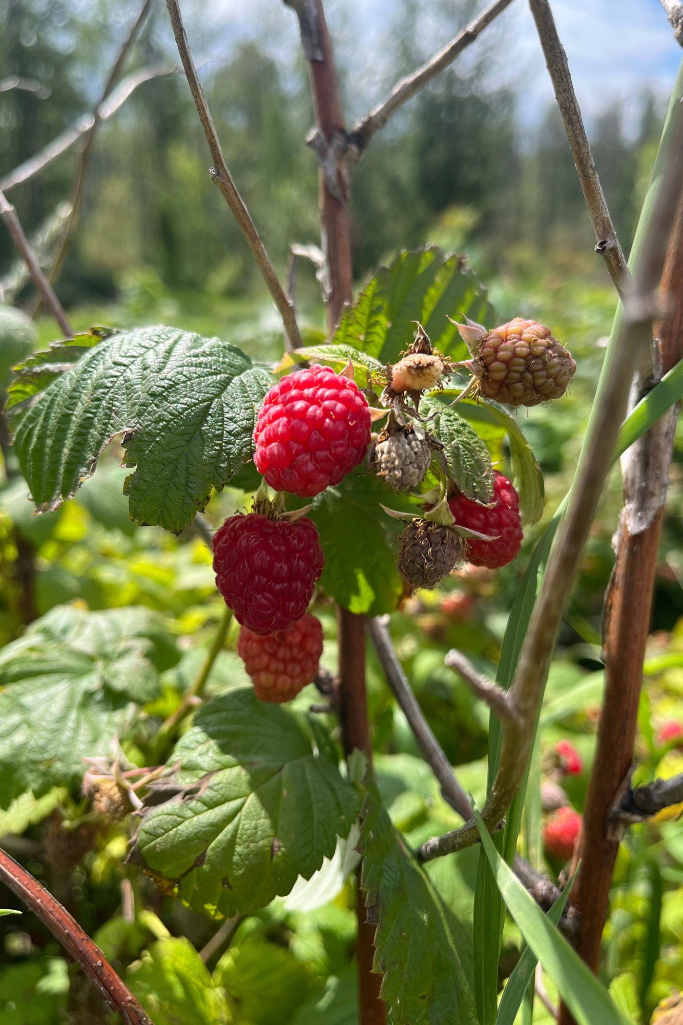Ripe and unripe raspberries hang on leafy canes in a green garden.