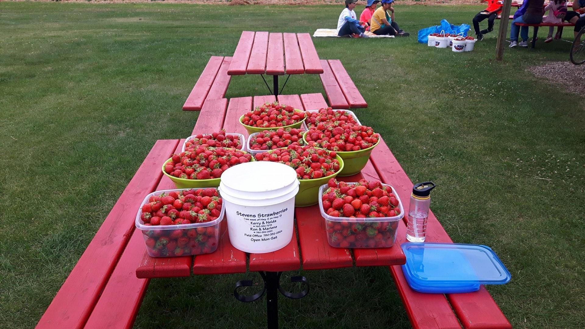 Strawberry display on red picnic table, plastic tubs and bucket with berries visible.