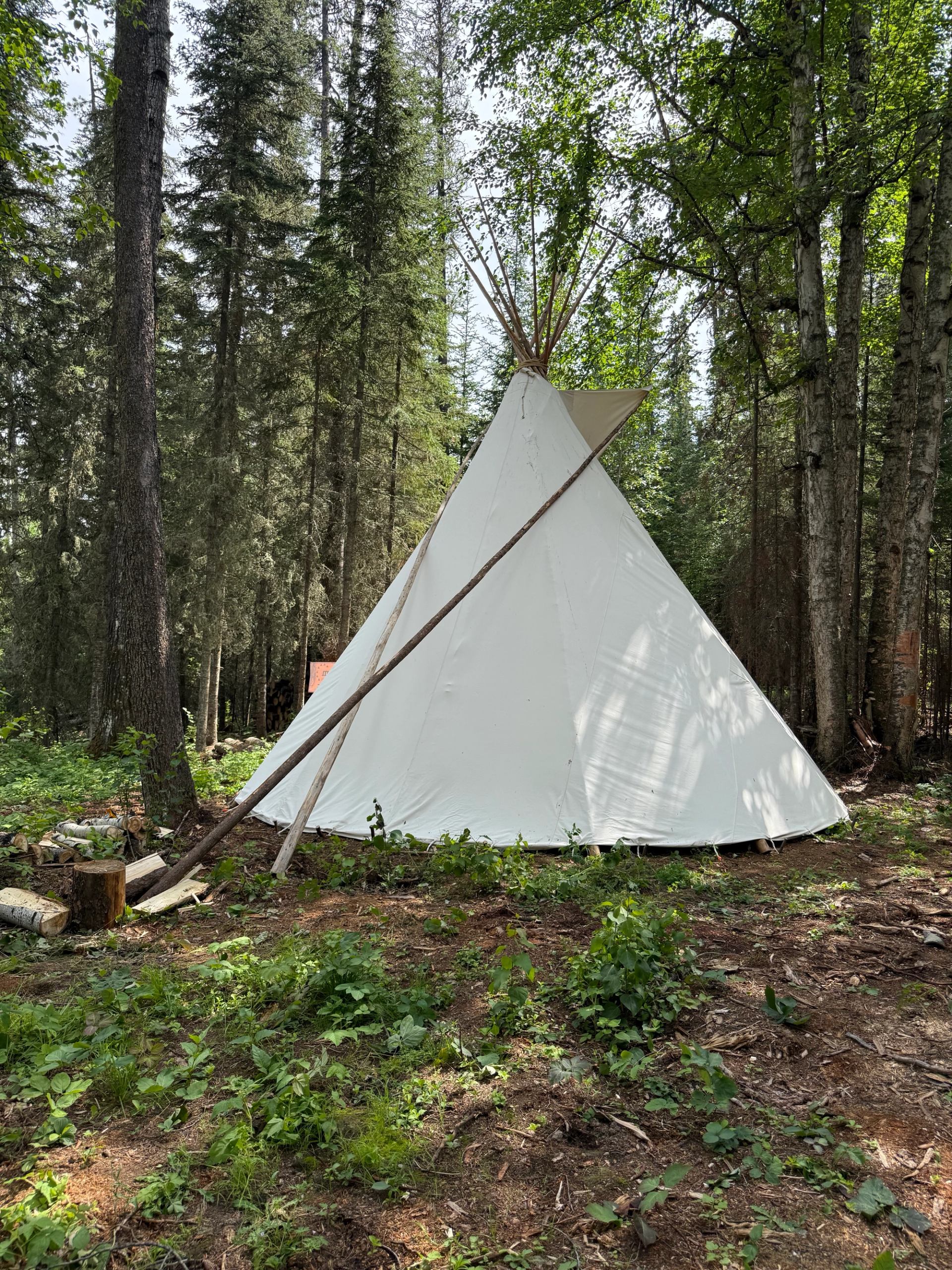 White canvas teepee in forest clearing surrounded by tall trees and greenery.