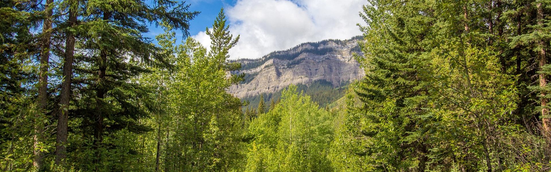 Rocky mountain rises beyond a dense forest beneath blue sky and clouds.