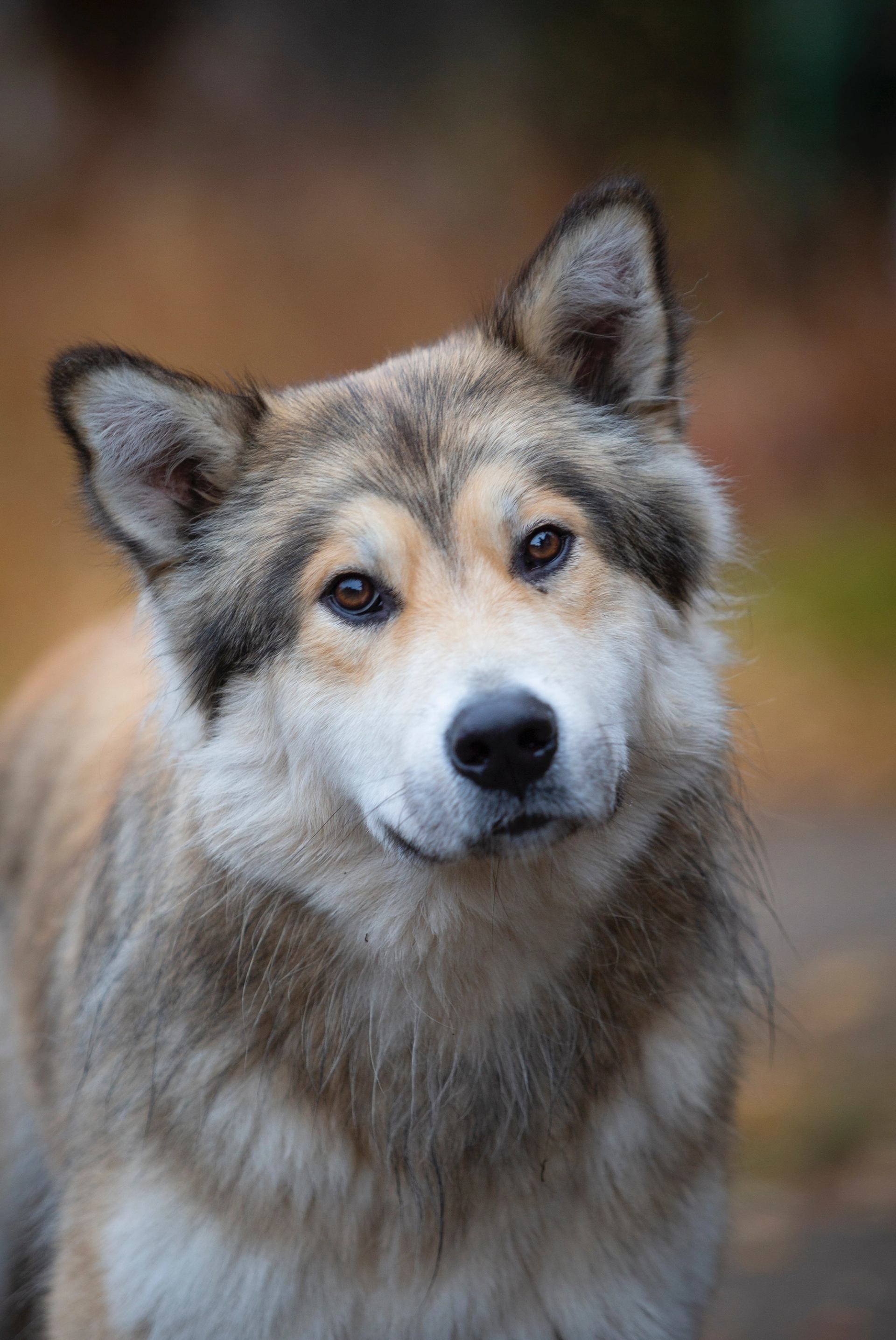 Close-up of a wolf with thick fur in an autumn forest.