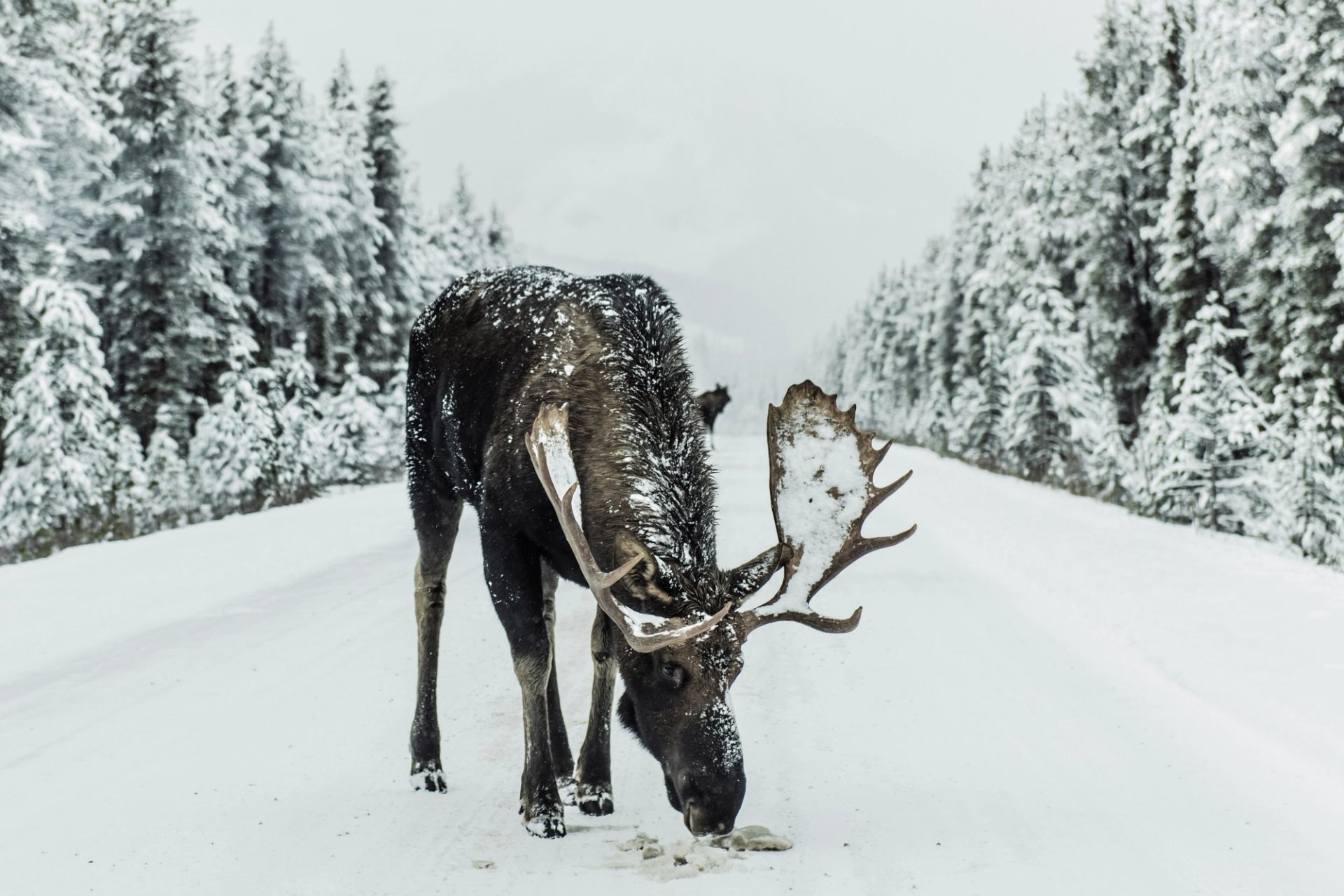 Moose lowers its head on a snow-covered road lined with evergreen trees.