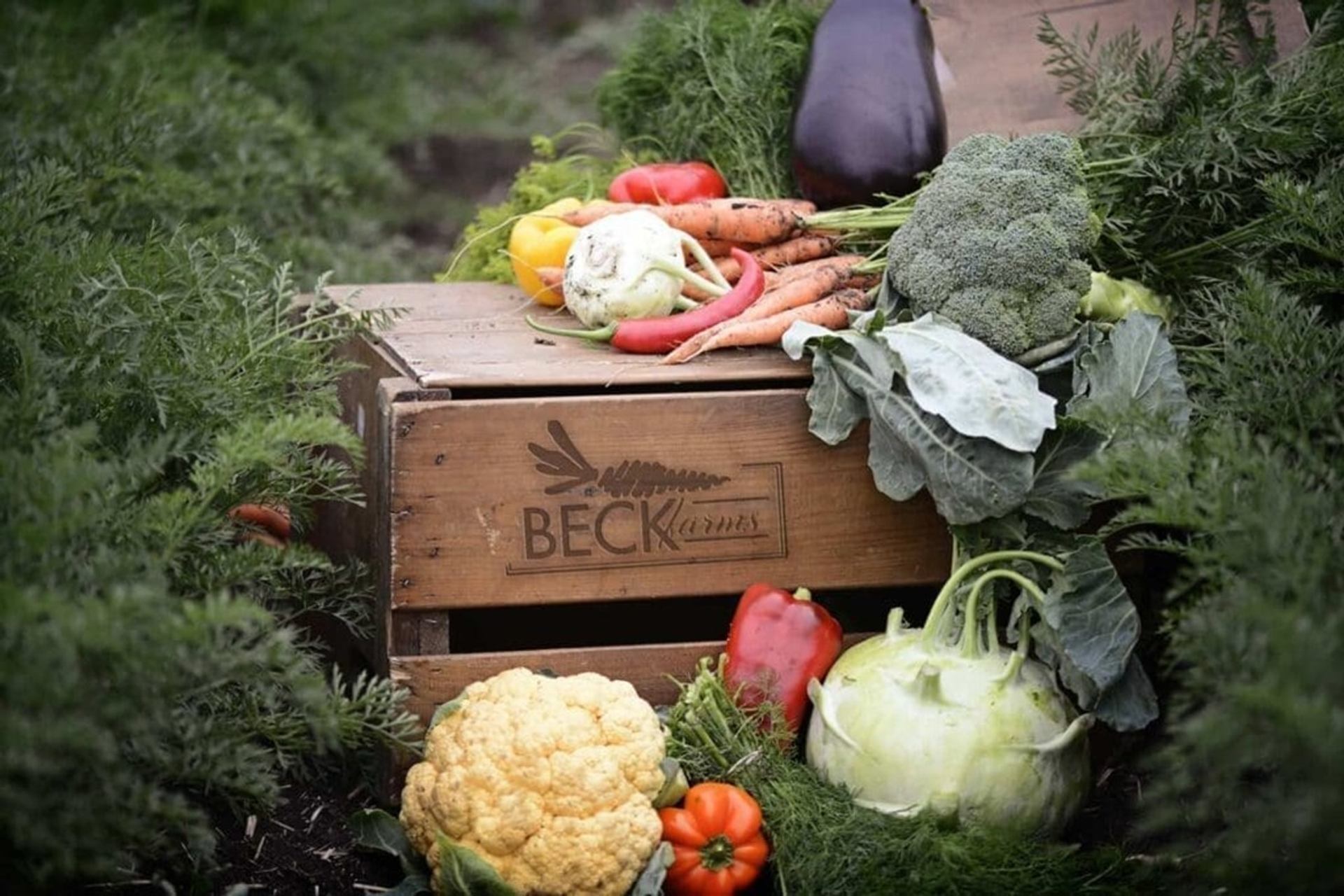 Wooden Beck Farms crate surrounded by assorted fresh vegetables in a garden.