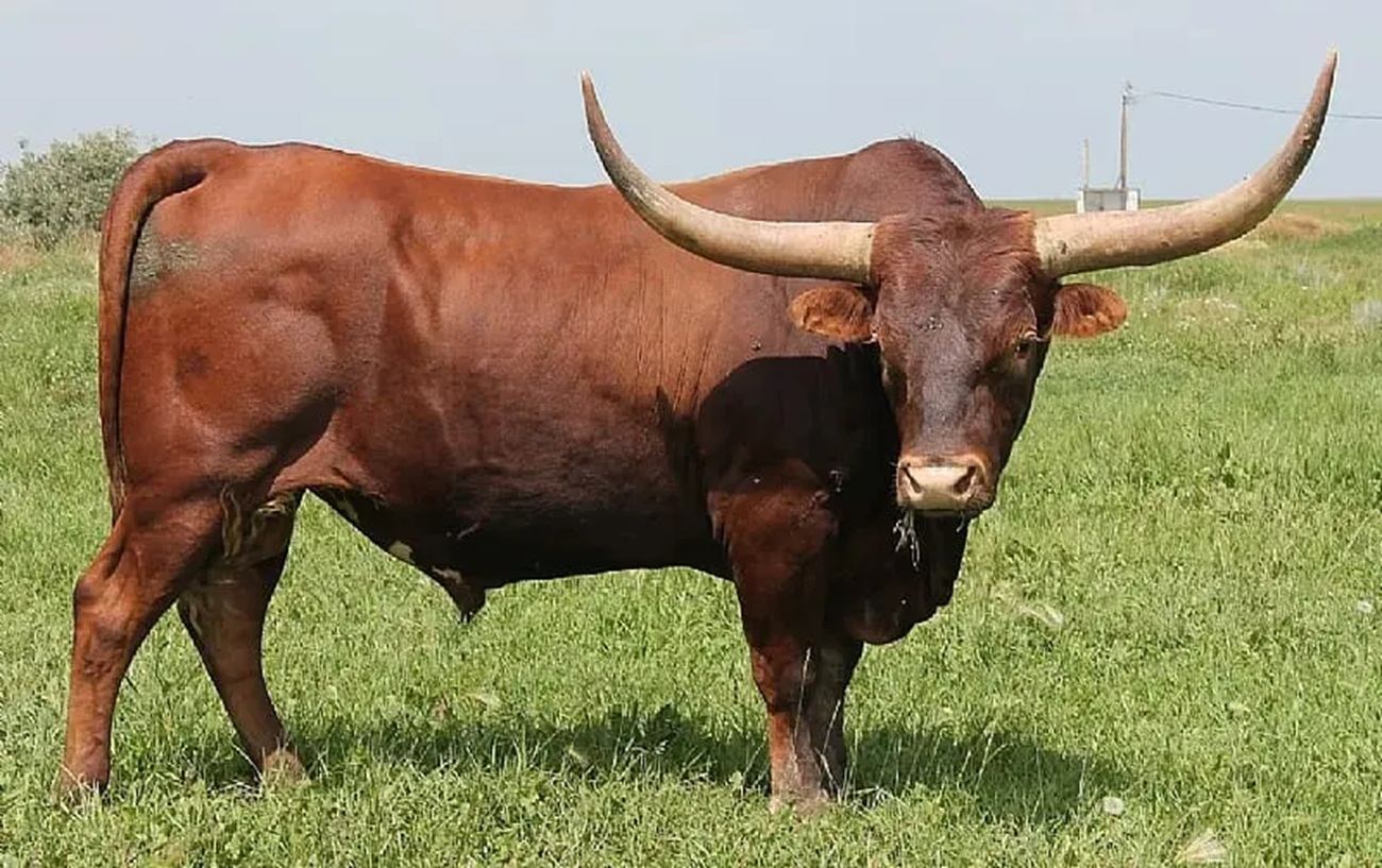 Brown long-horned bull standing on green grass in open field, facing camera.
