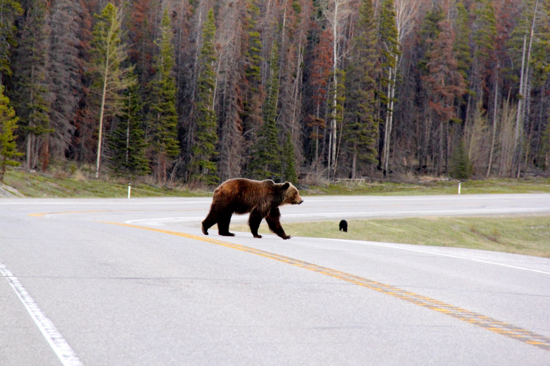 Brown bear crossing a paved highway with forest and smaller dark animal in background.