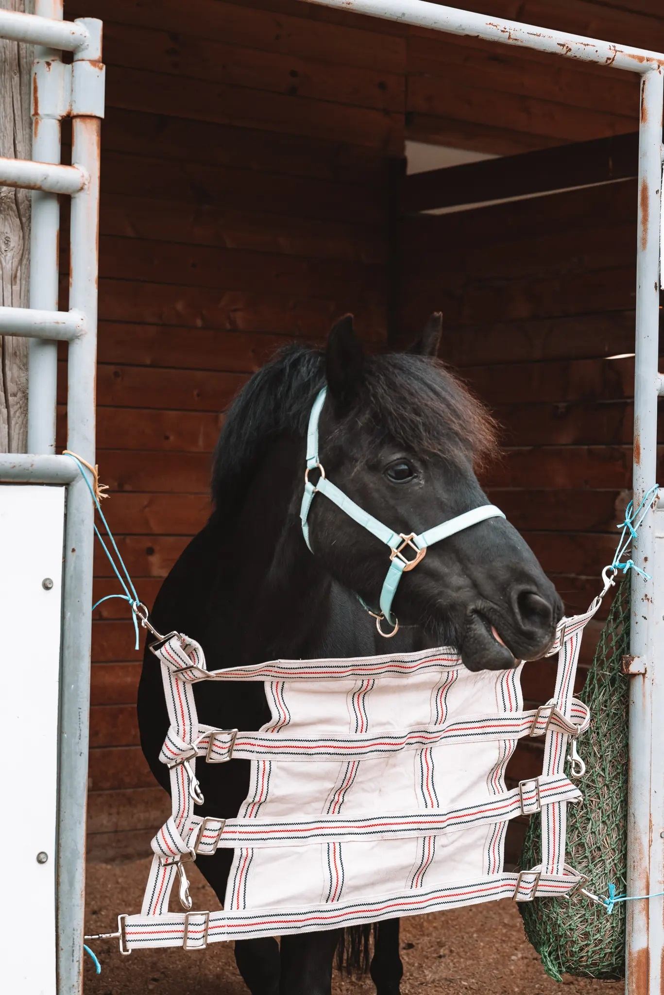 Black horse with a teal halter standing in a wooden stall behind a hanging barrier.