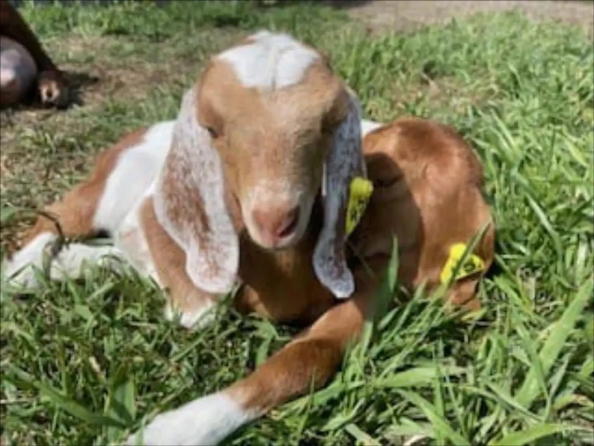 Brown and white goat with floppy ears resting on green grass in a field.