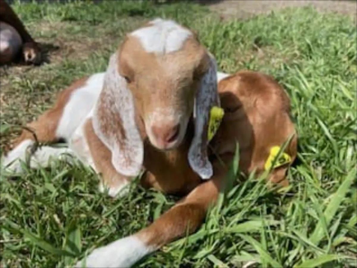 Brown and white goat with floppy ears resting on green grass in a field.