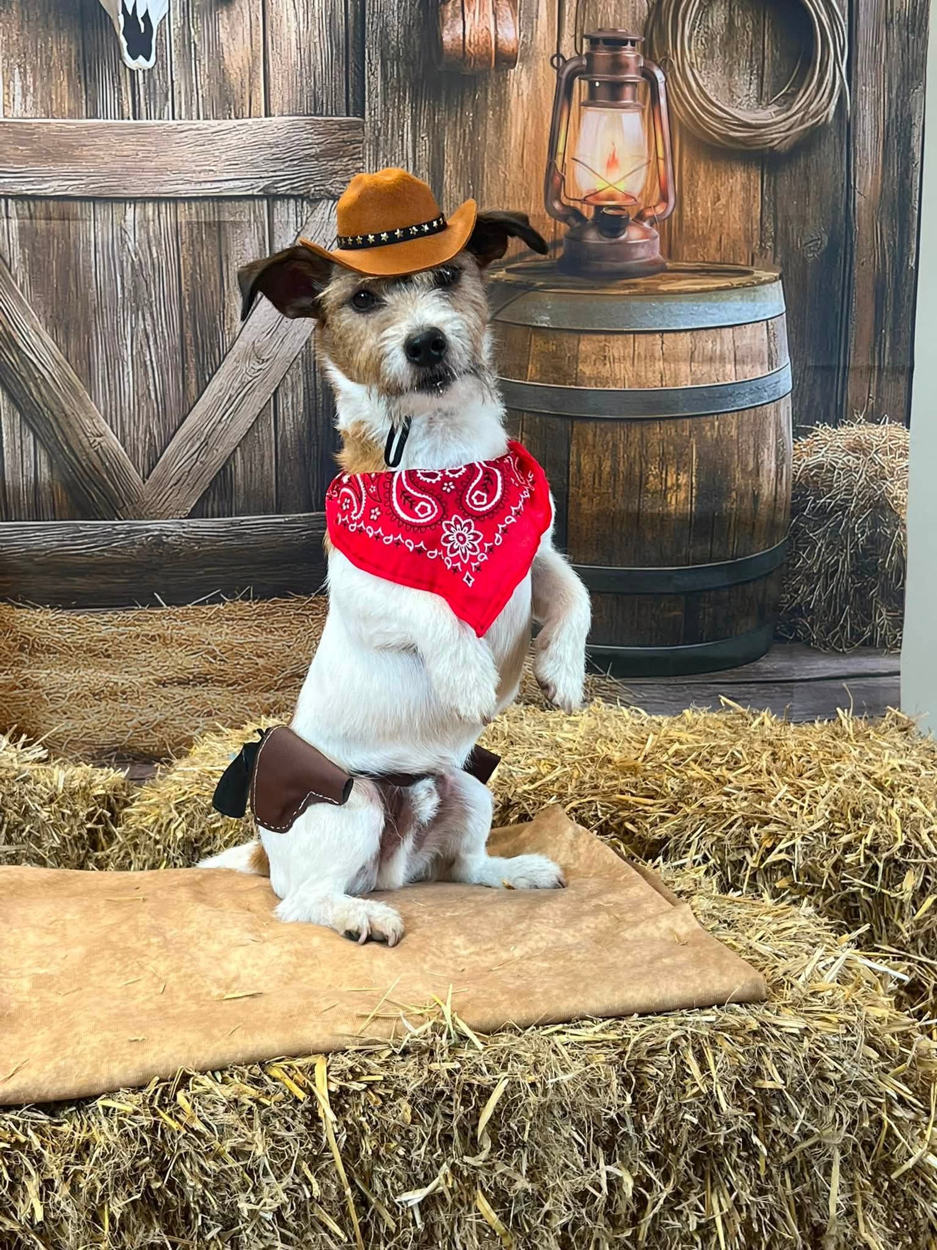 A dog dressed as a cowboy sits on a hay bale beside a lantern and rustic barn backdrop.