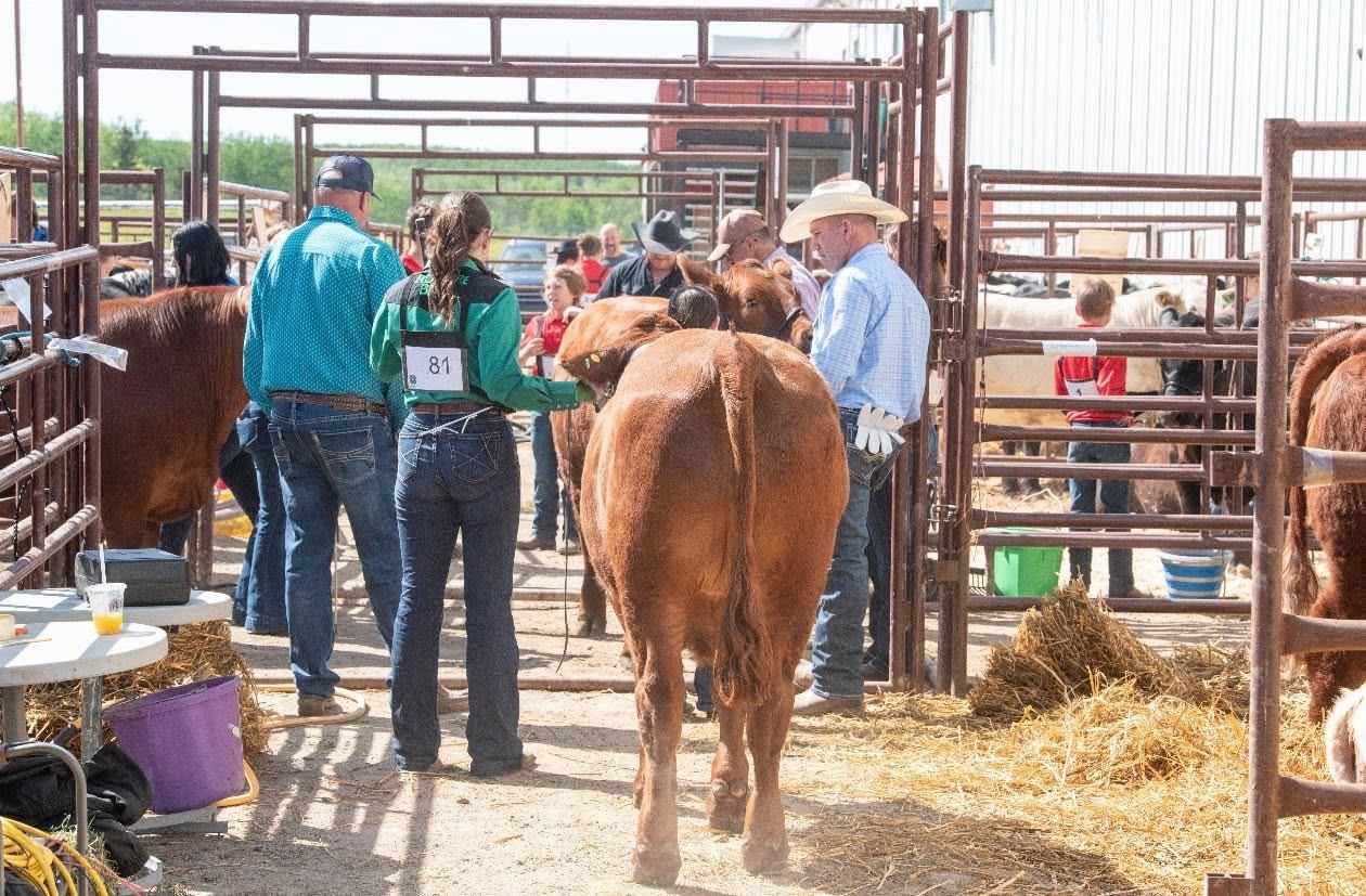 Participants guide cattle through pens during a livestock event at an agricultural fairground.
