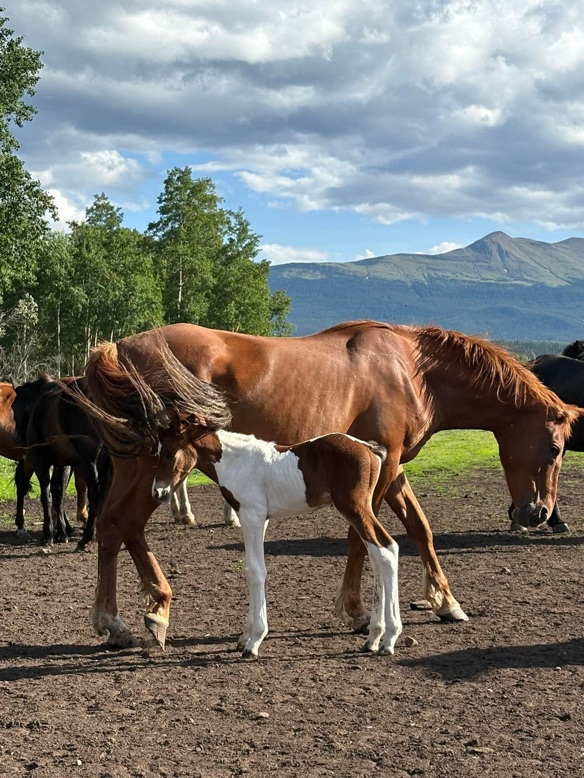 Brown horse and paint foal standing on dirt pasture with mountains and trees behind.
