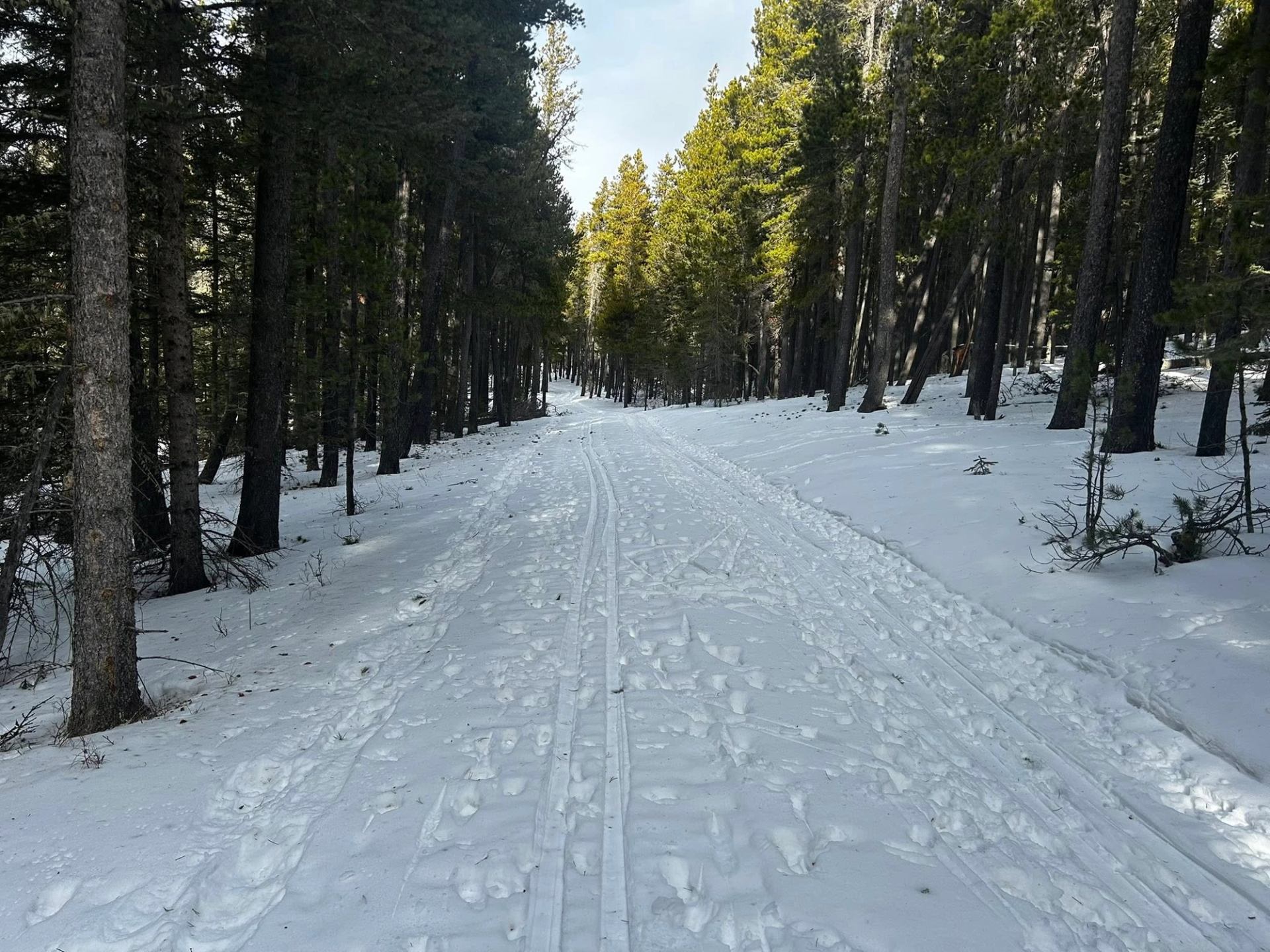 Snow-covered forest trail with ski tracks and footprints between tall evergreen trees