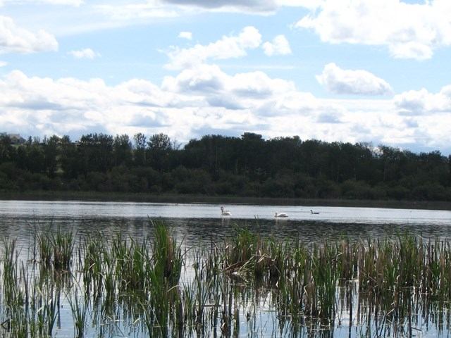 Lake with birds, tall grasses, and tree-lined shore under a cloudy sky.