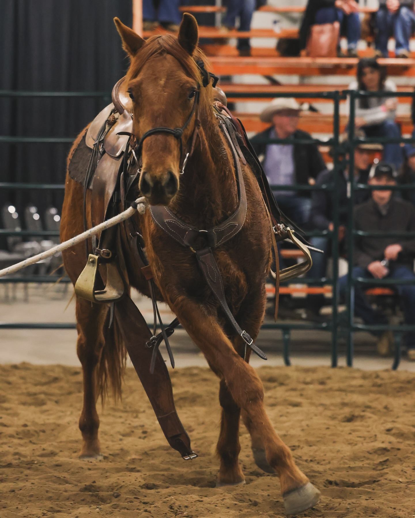 Saddled horse walking in indoor arena with spectators seated on bleachers behind railing.