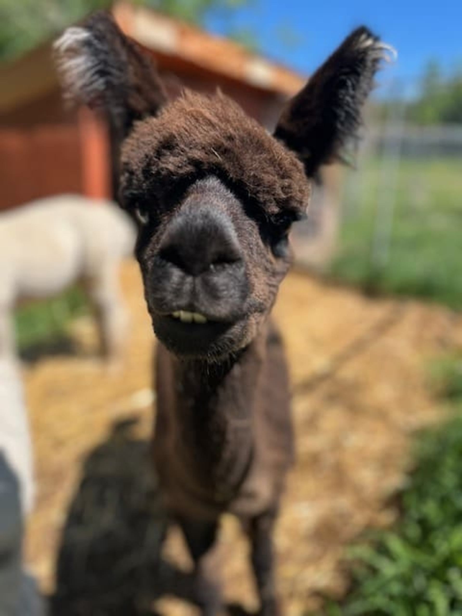 Brown alpaca stands close to camera in outdoor pen, with blurred shelter behind.