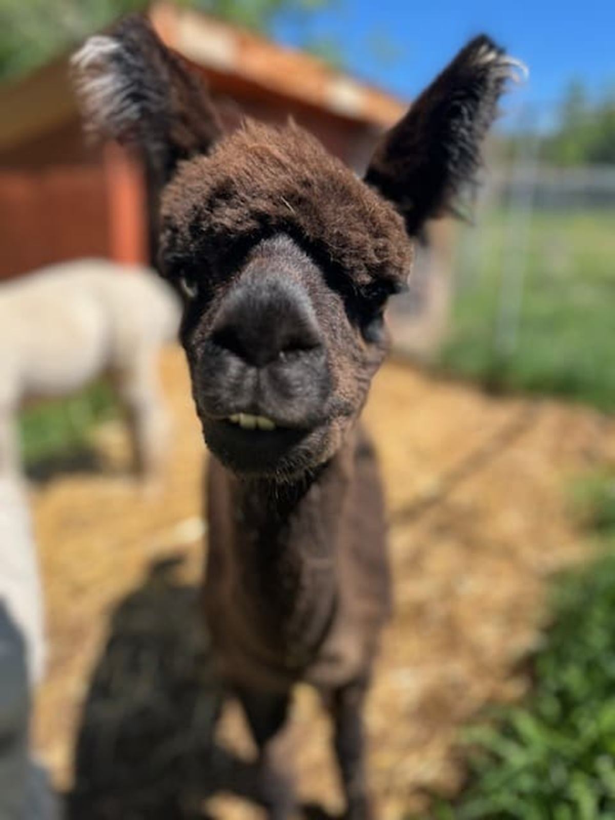 Brown alpaca stands close to camera in outdoor pen, with blurred shelter behind.