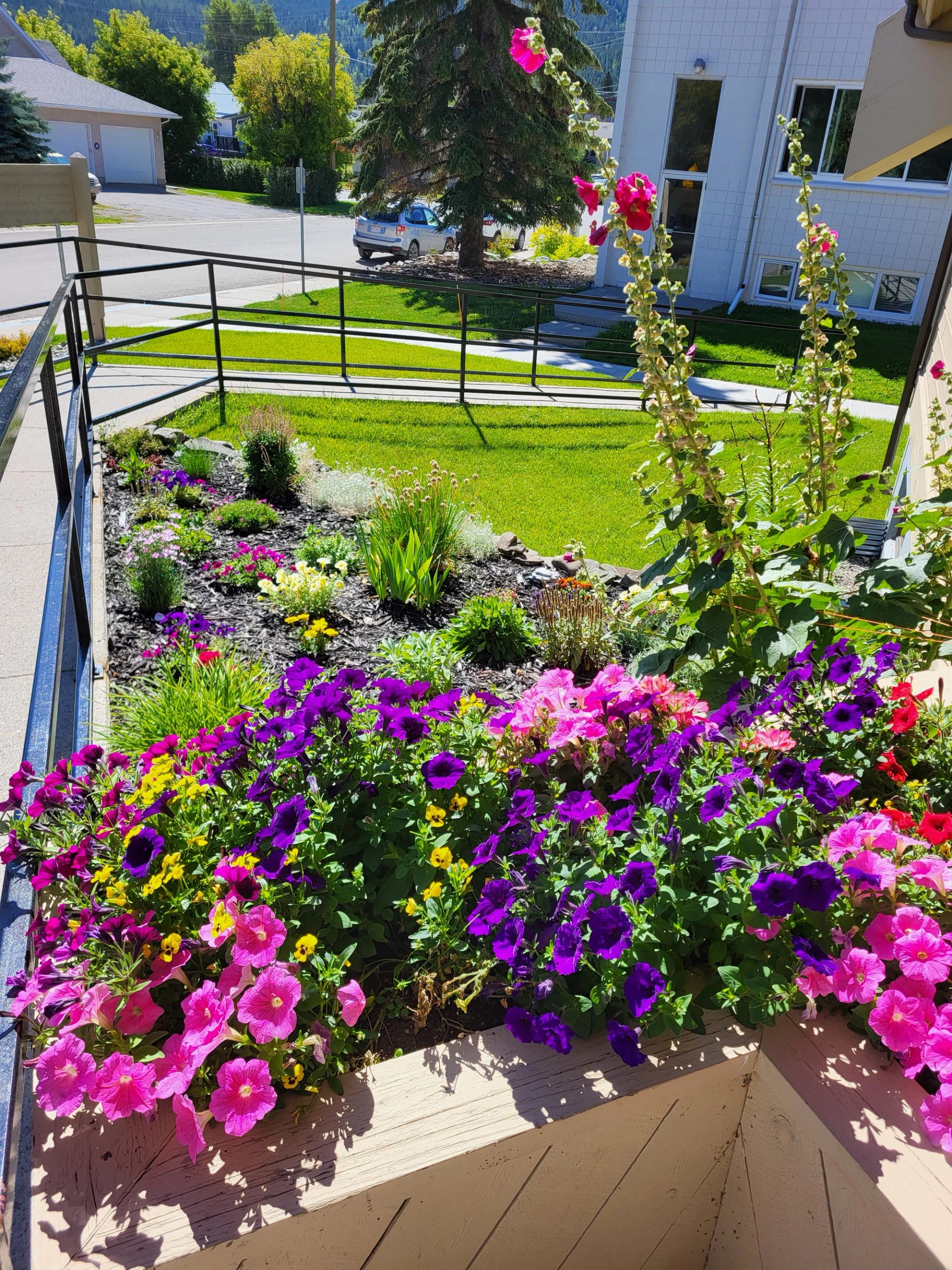 Flower bed with bright petunias beside ramp, overlooking lawn, trees and parked car.