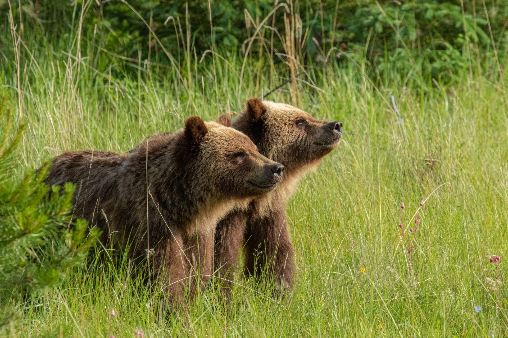 Two bears