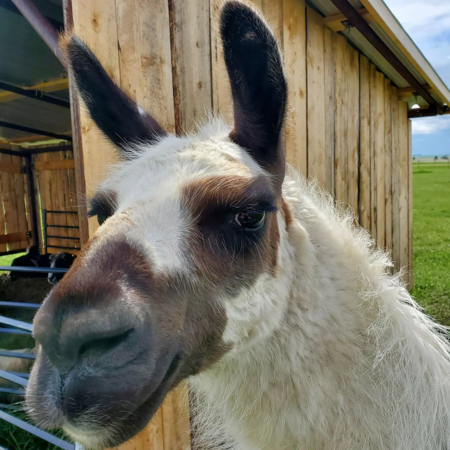 Custom Woolen Mills introduces a llama standing beside a barn on the farm.