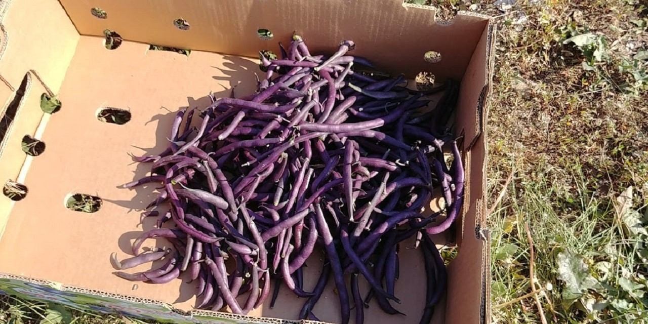 Box of purple and violet string beans on grass beside a market stall wall.