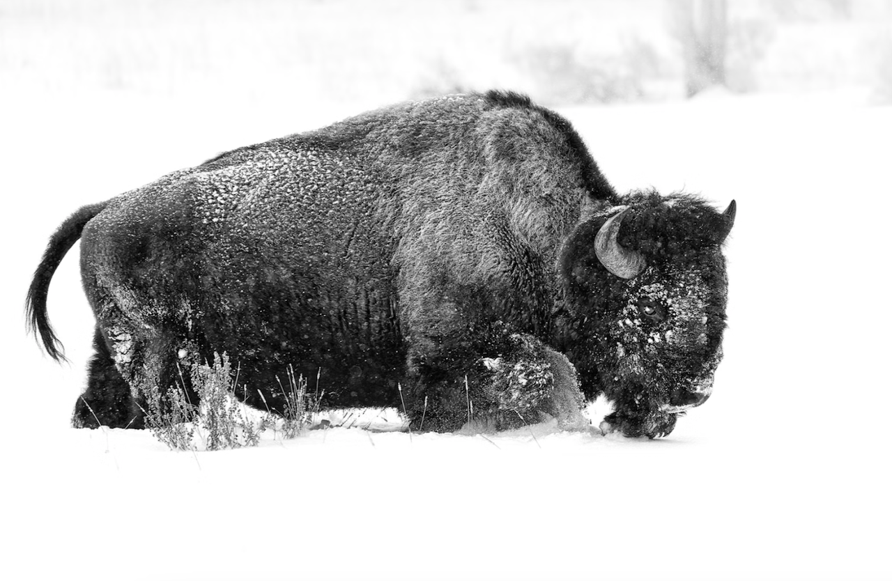 A bison walks through deep snow in a black and white photograph.
