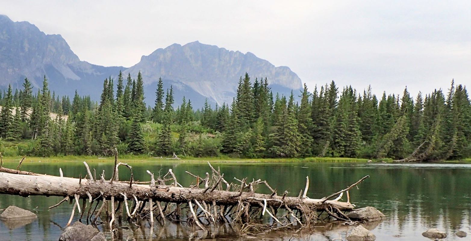 Fallen tree in lake with forest and mountain backdrop in Bow Valley Provincial Park