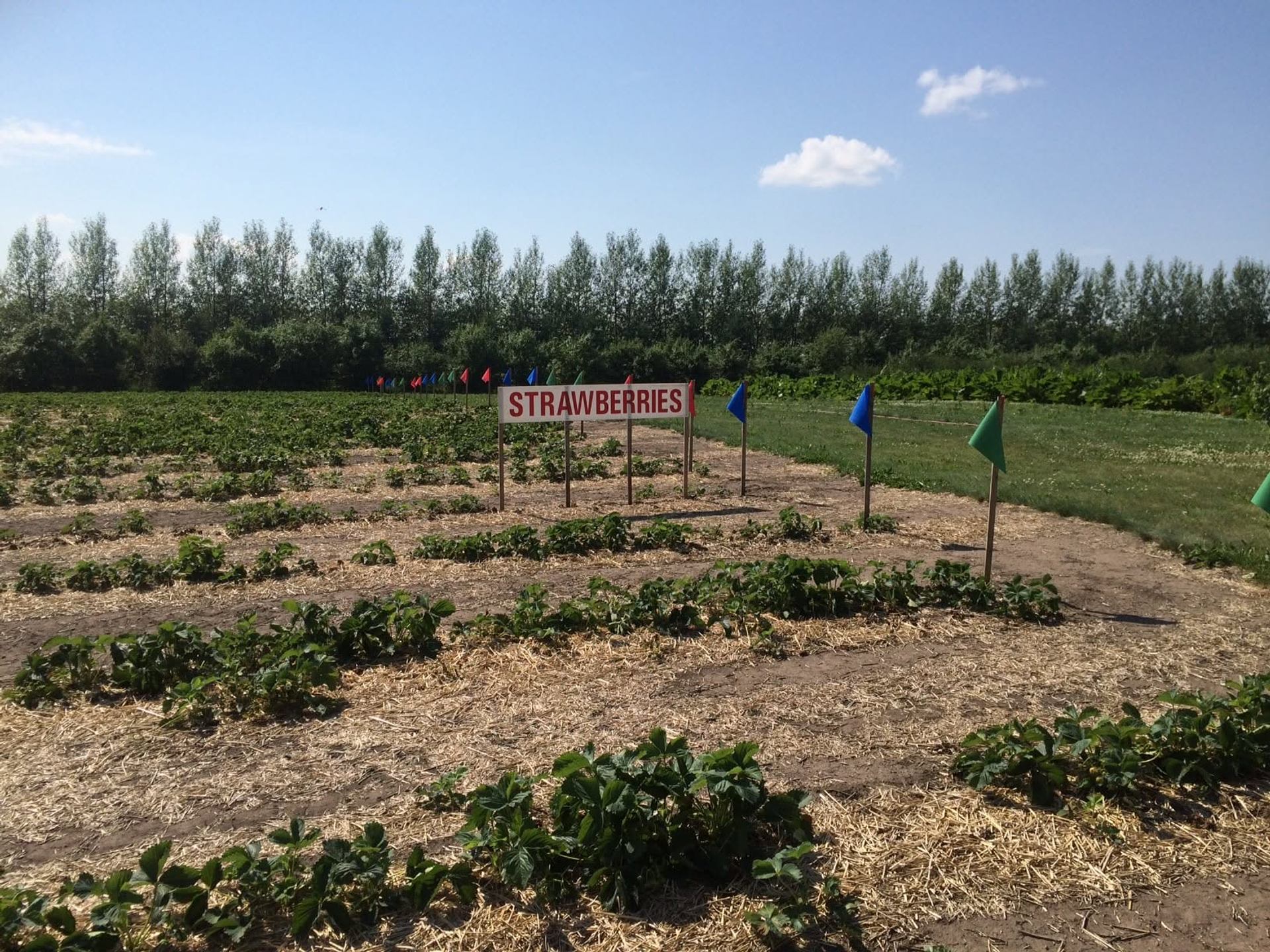 Strawberry field with sign reading STRAWBERRIES and coloured flags marking rows.
