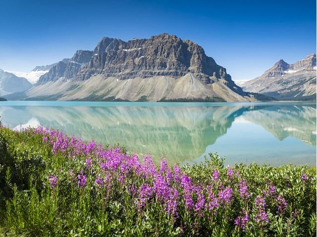 Alberta Rockies mountains and clear turquoise lake beside purple wildflowers in the foreground.