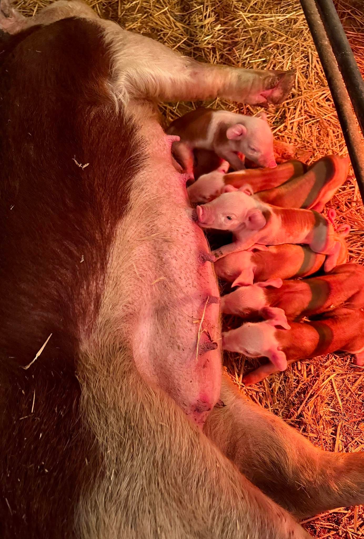 Sow lying on straw while several piglets nurse under warm red heat lamp.