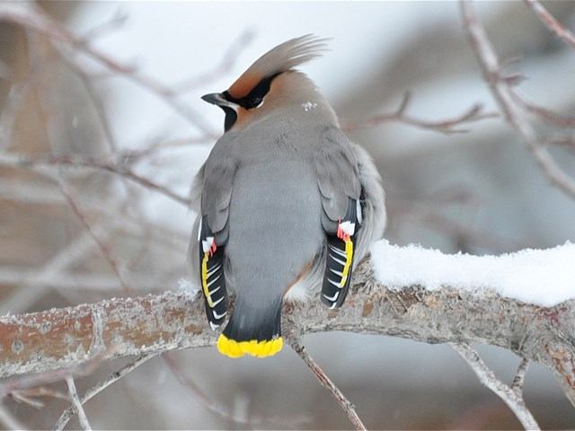 Colorful bird perched on snowy branch in a quiet winter forest.