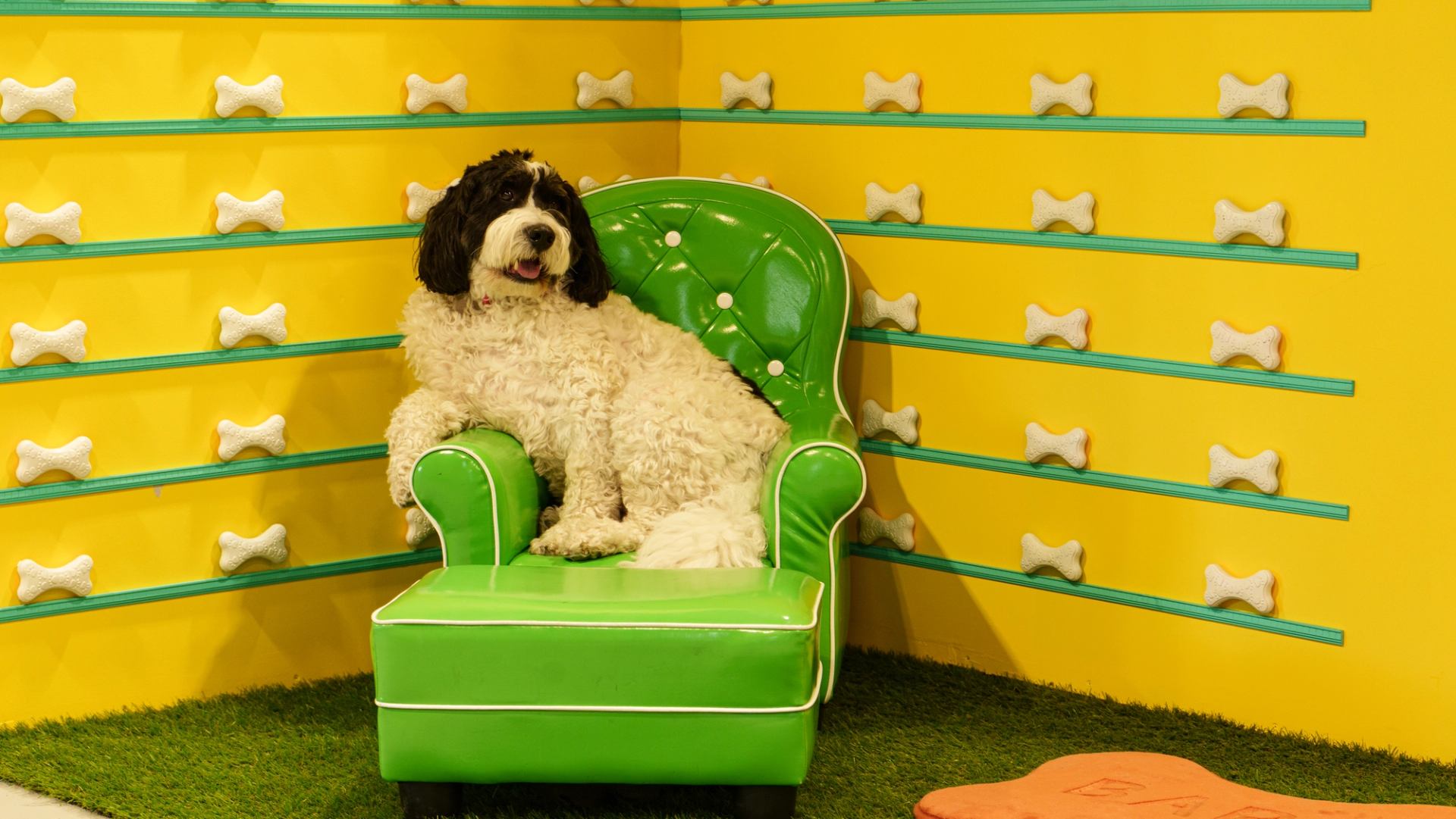 Fluffy black and white dog sits on green chair against yellow bone-patterned wall.