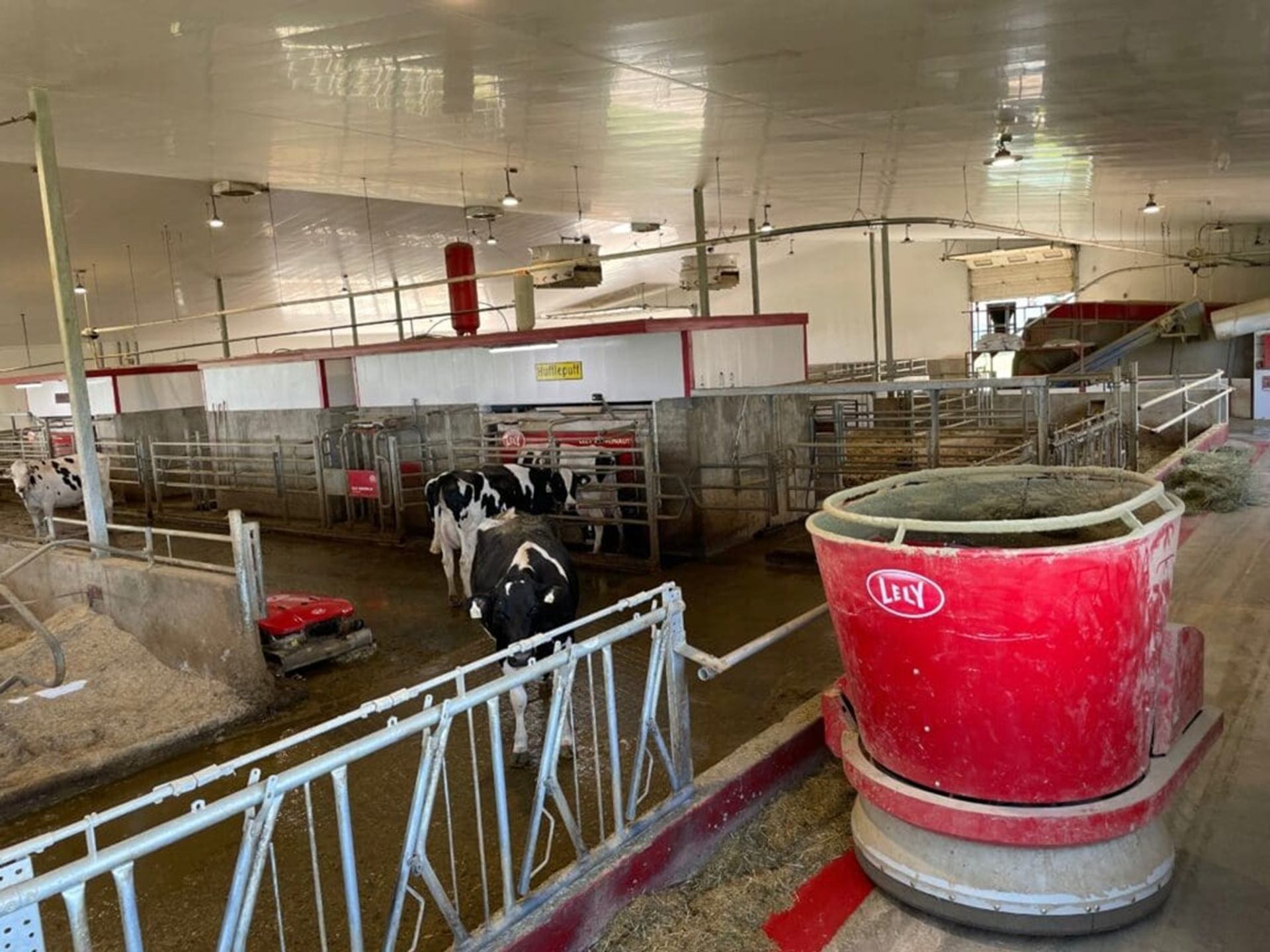 Buit Dairies highlights dairy cows and automated equipment in a spacious barn facility.