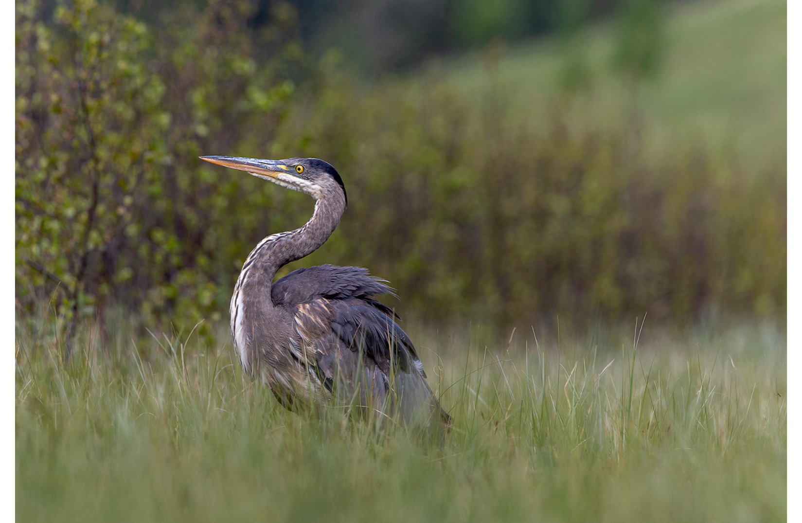 A great blue heron stands in tall grass with trees in the background.