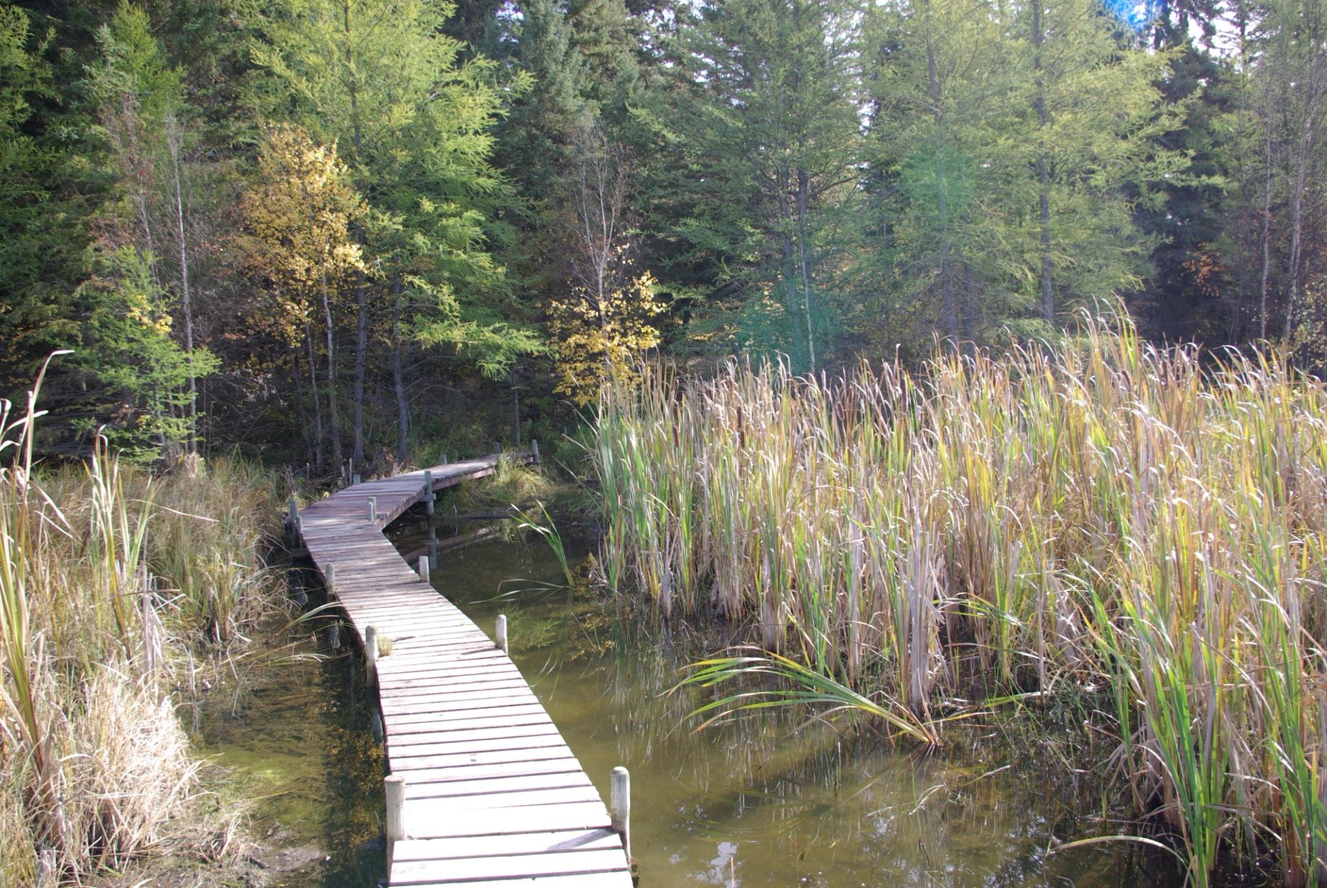 Dock through wetlands with tall grasses and autumn trees.