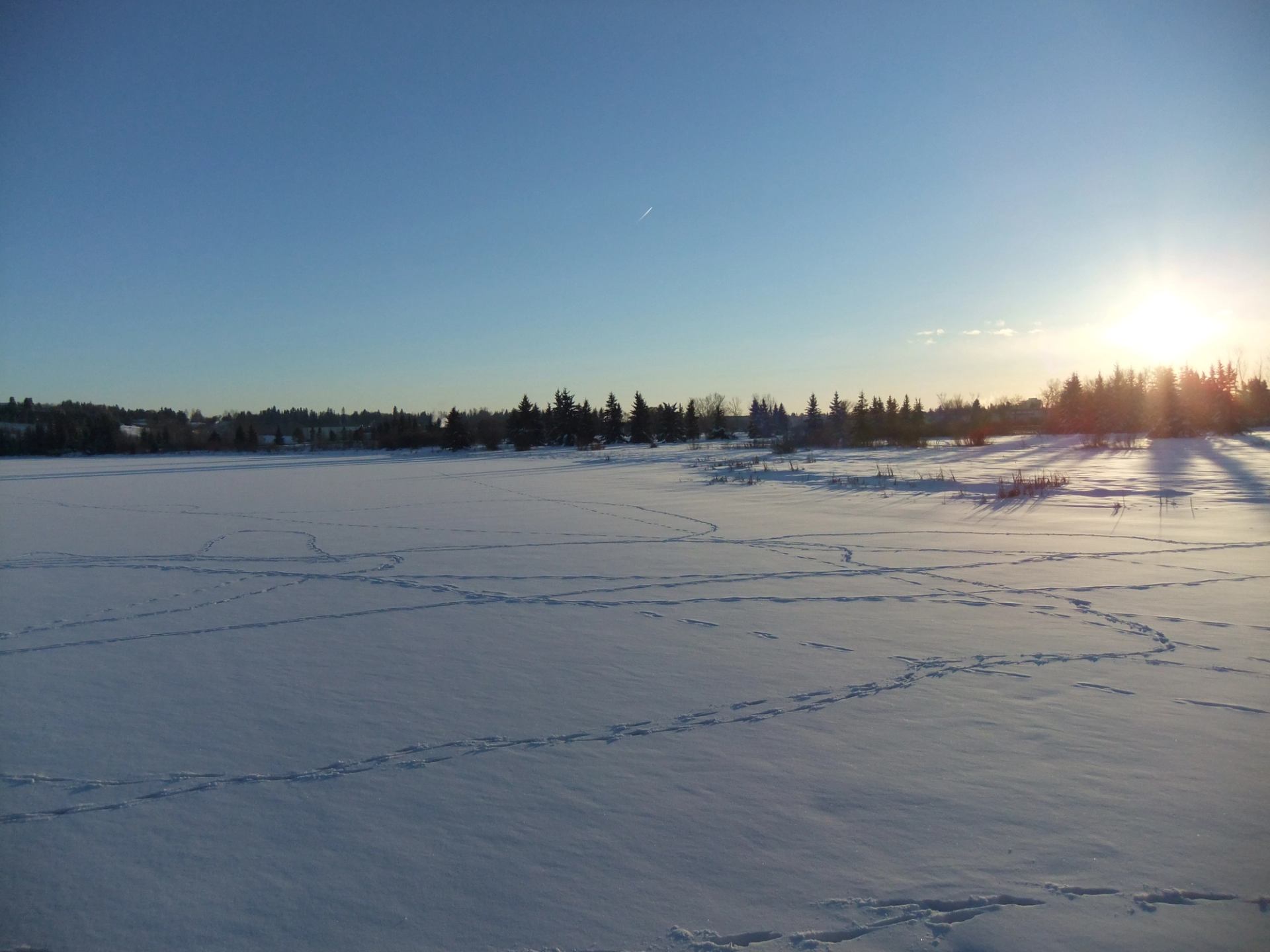 Snow-covered field at Gaetz Lakes Sanctuary with sunrise casting a warm glow.