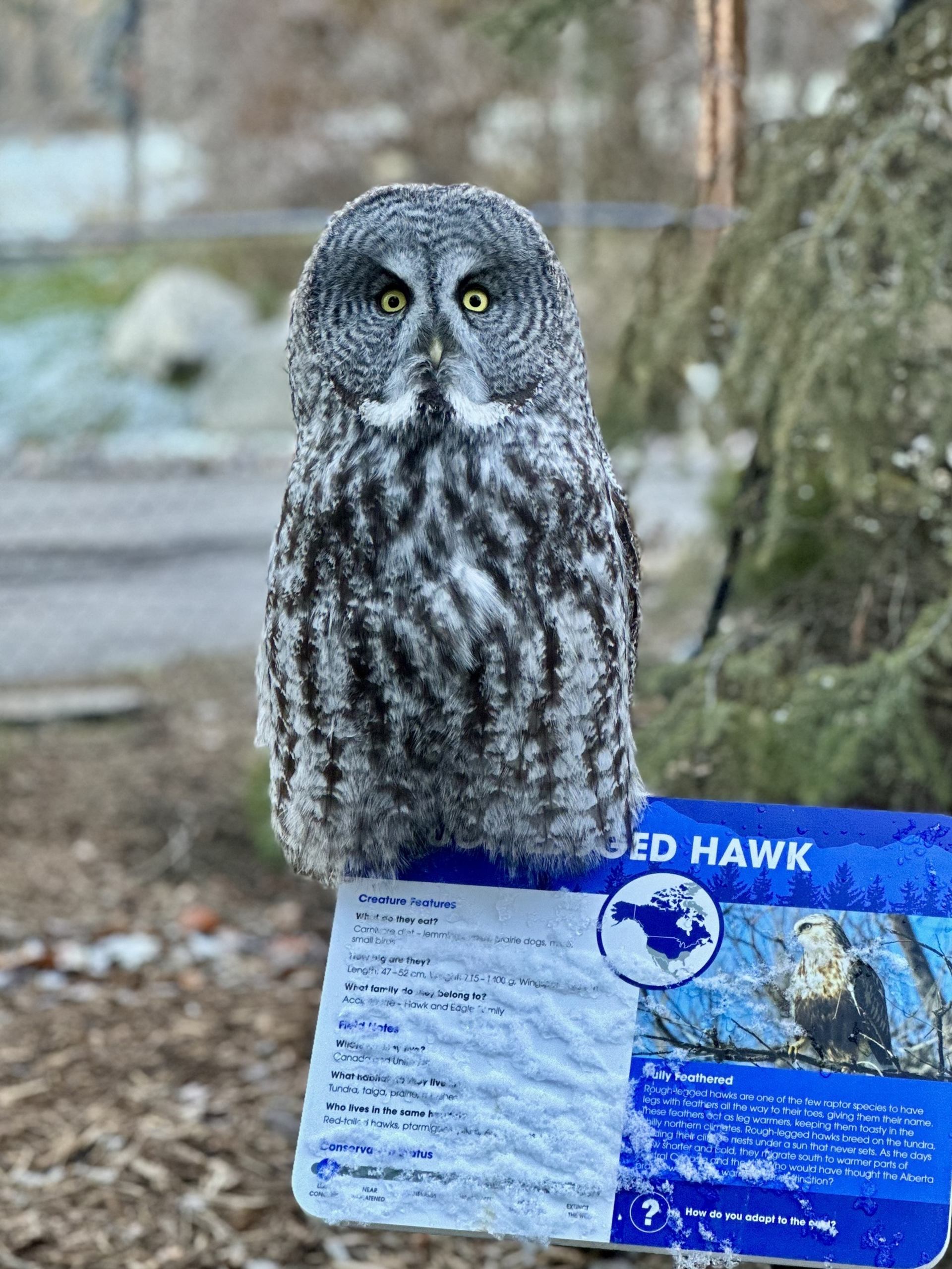 Grey owl perched above a snow-dusted information sign in an outdoor enclosure.