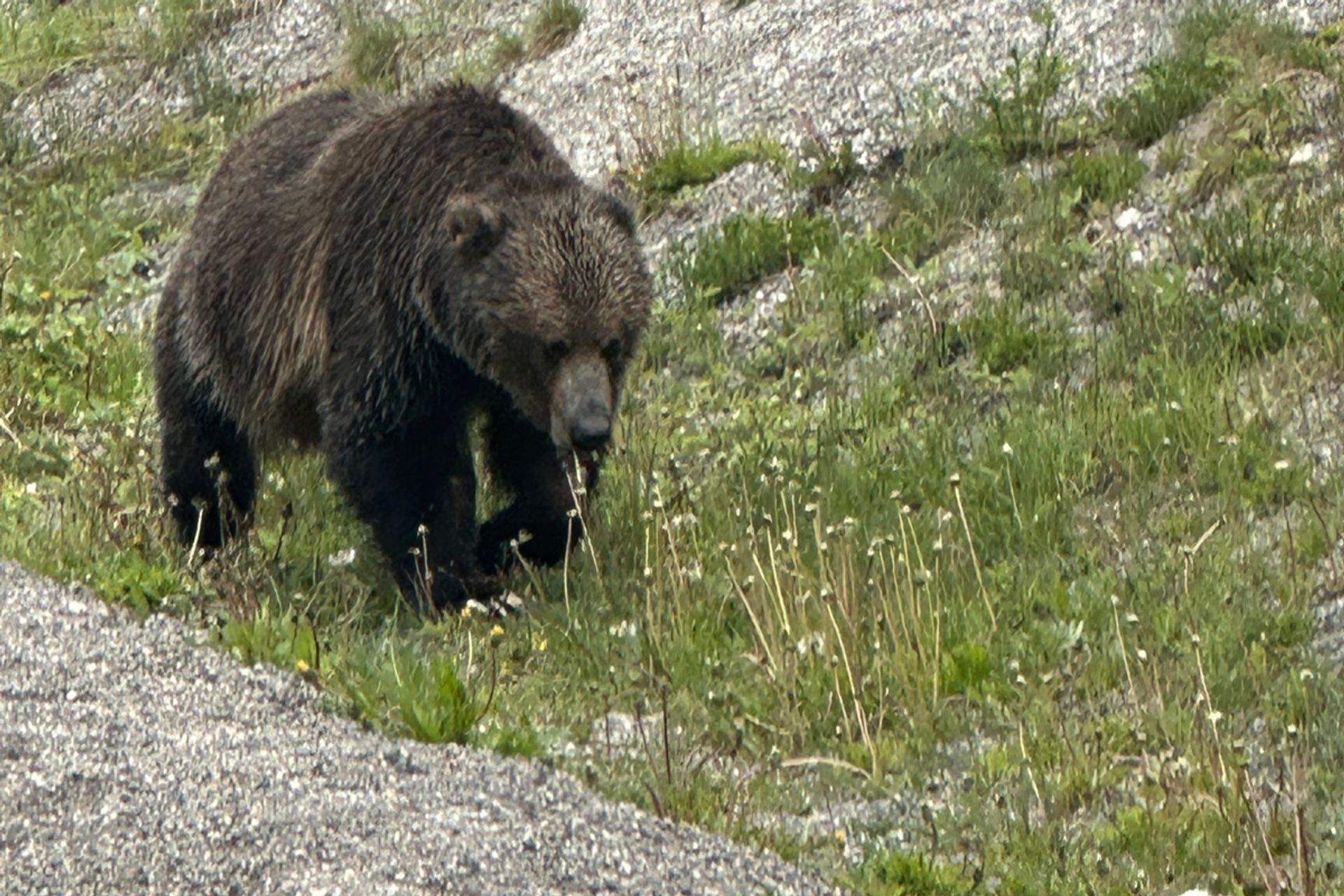 Grizzly bear walking along a grassy slope near rocky terrain.