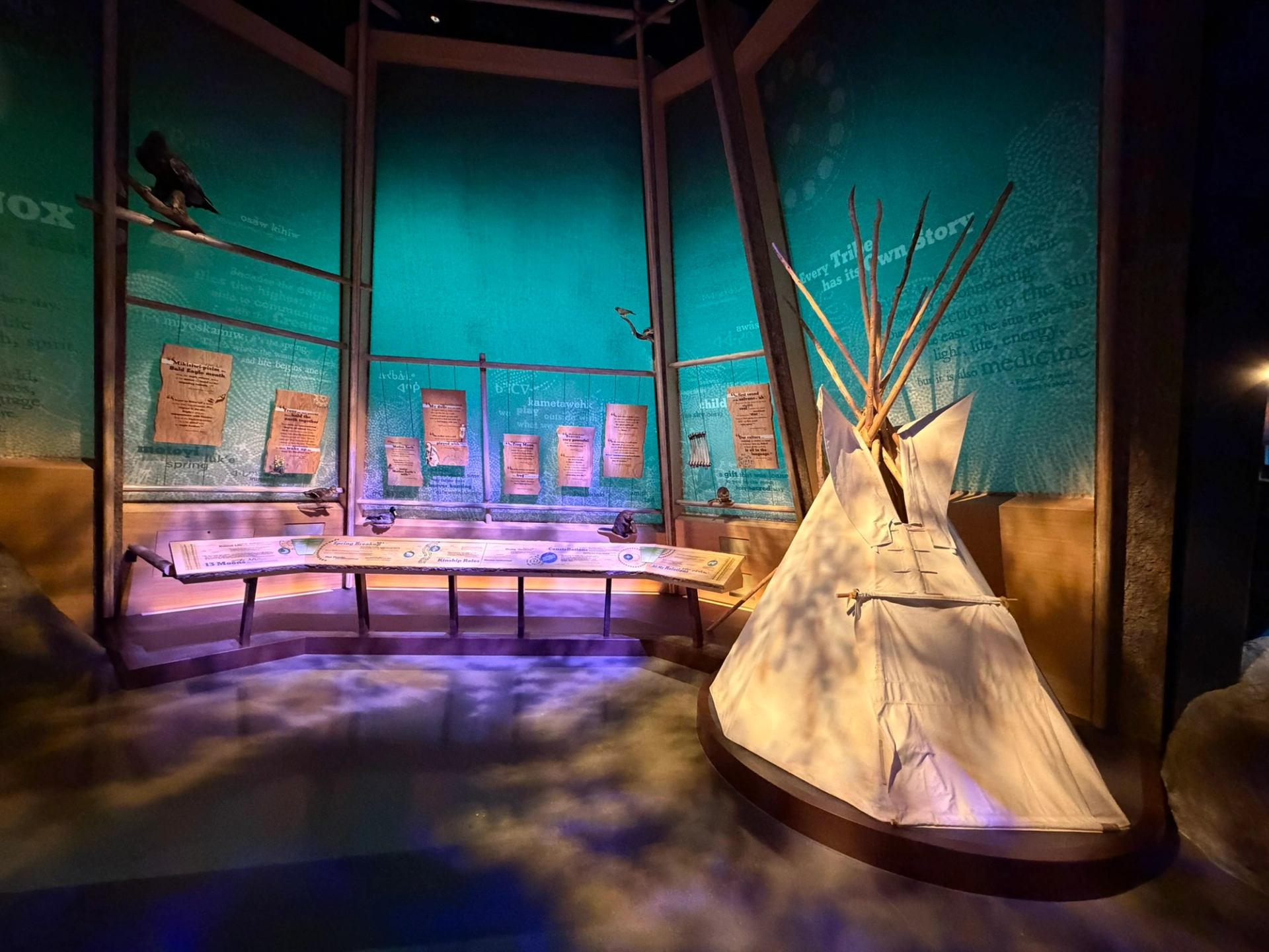 Museum exhibit with tipi, teal information panels, display cases and bird figures under spotlights.