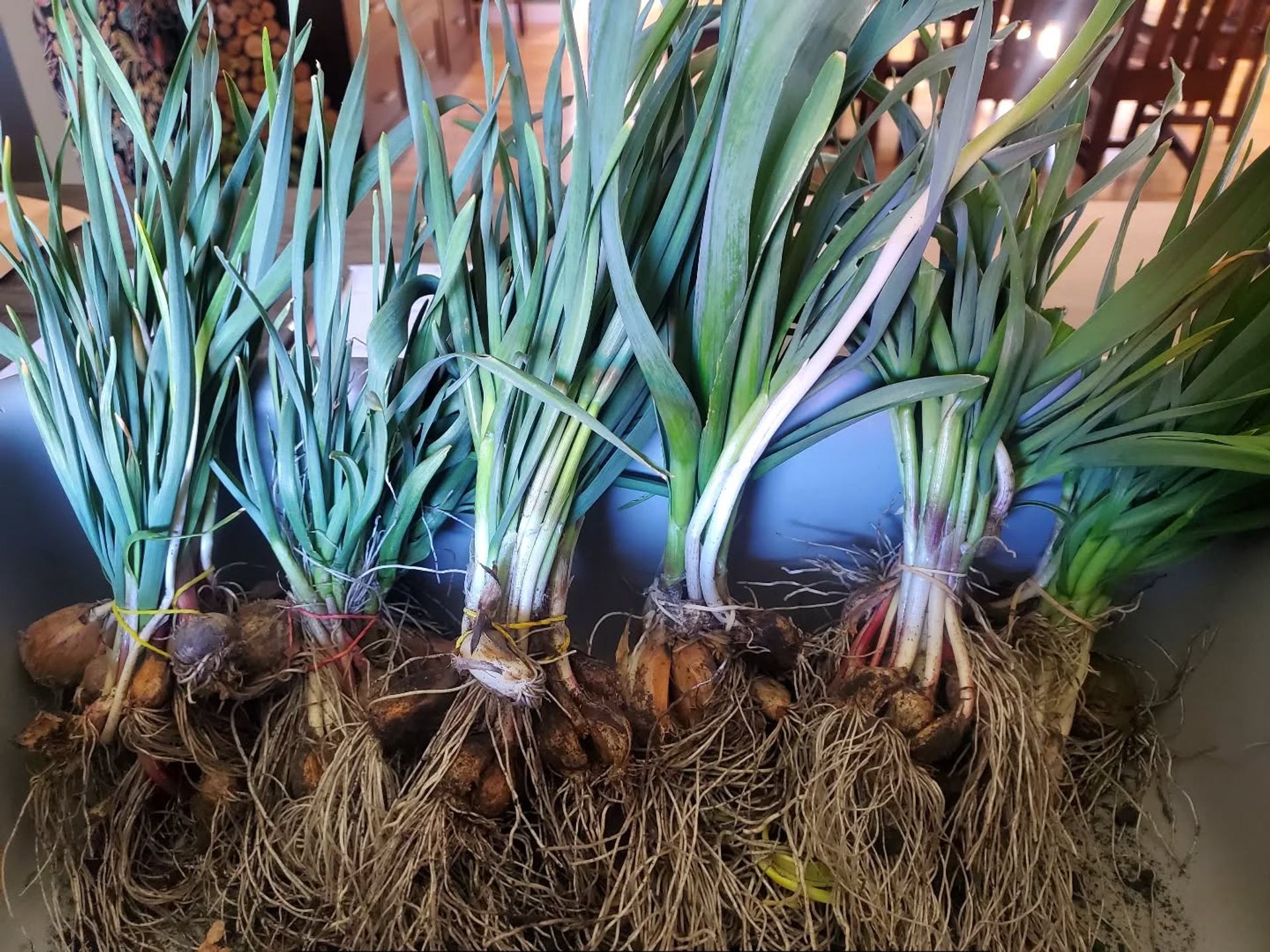 Bundles of freshly harvested garlic plants with roots attached are arranged indoors for drying.