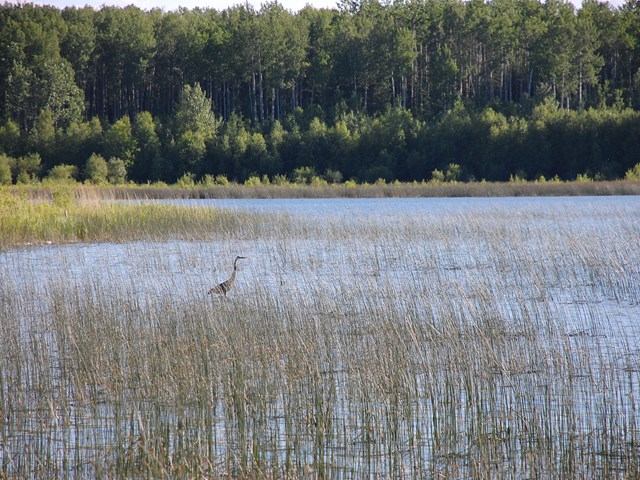 A bird standing in tall reeds on a calm lake with a forested backdrop.