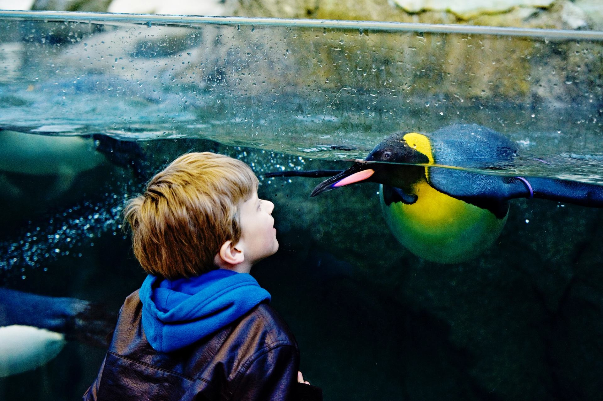 Child in blue hoodie watches swimming penguin through aquarium glass.