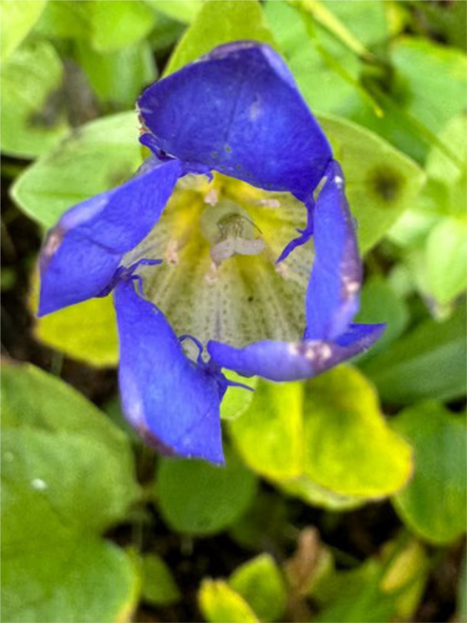 Close-up of a blue wildflower with speckled centre surrounded by green leaves.
